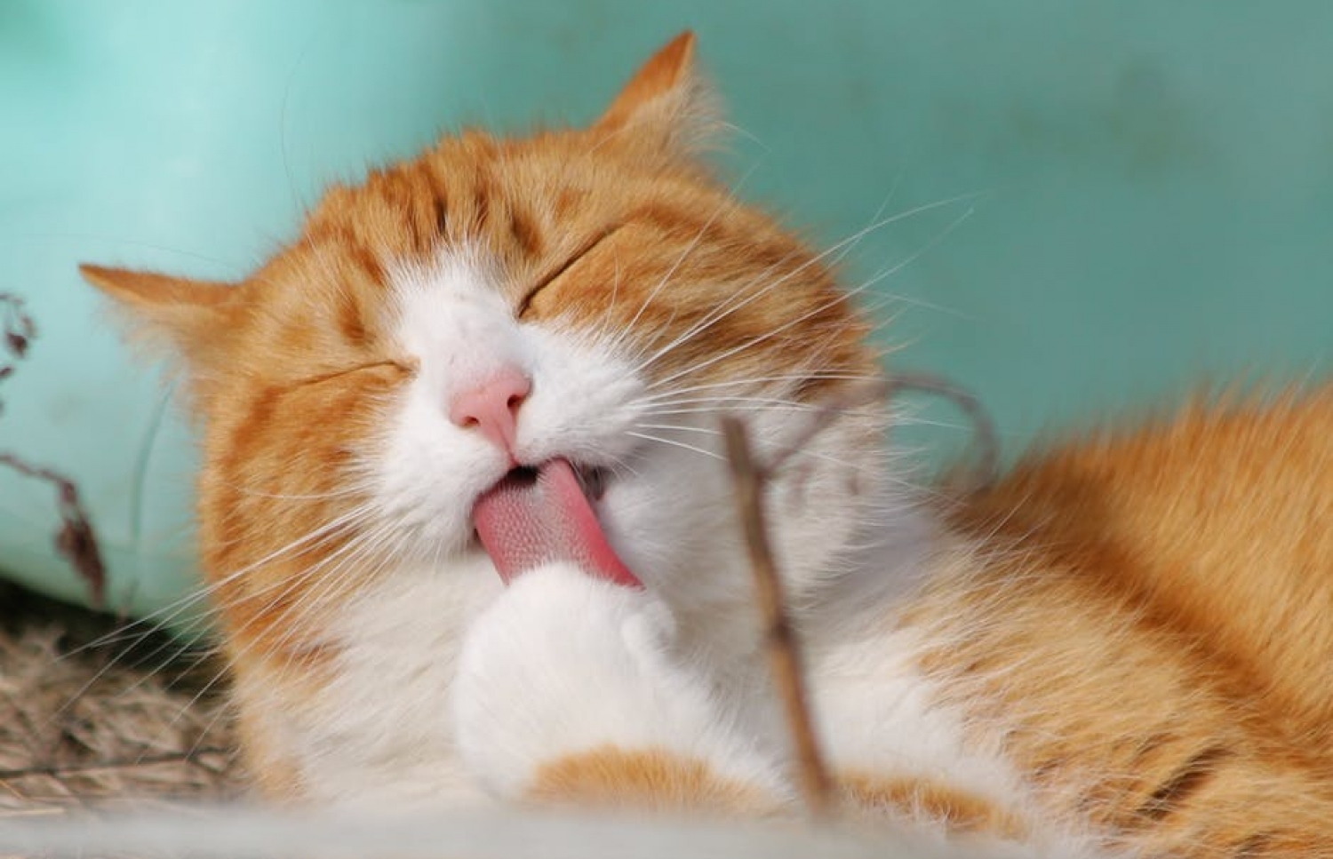 ބުޅަލަކީ އިންސާނުން ދެކެ ވަރަށް ލޯބިވާ އެއްޗެއް.