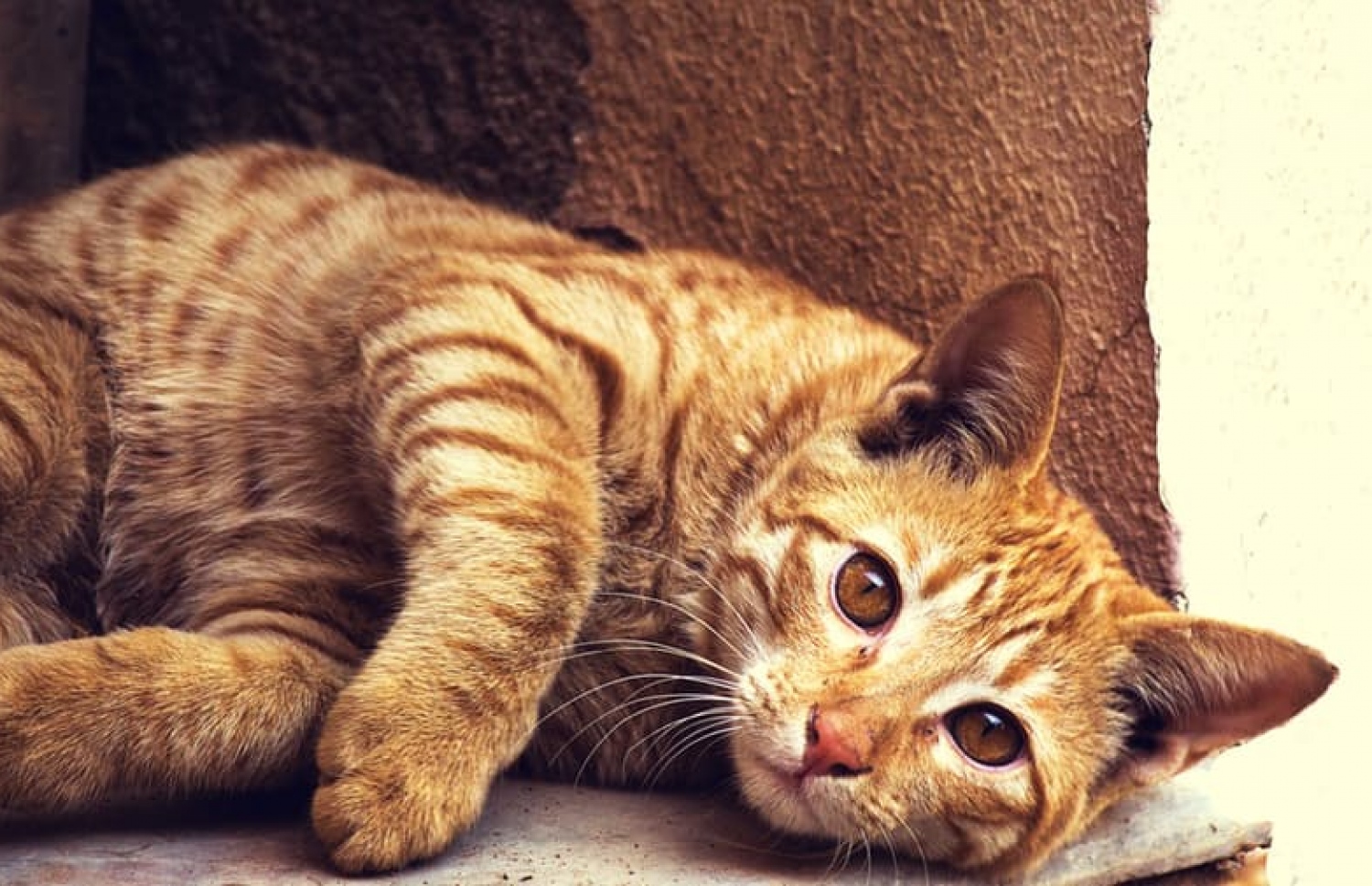 ބުޅާ ލައްވާ އަޑުގެ ސަބަބުން އިންސާނުންނަށް ސިއްހީ ފައިދާތަކެއް ކުރޭ