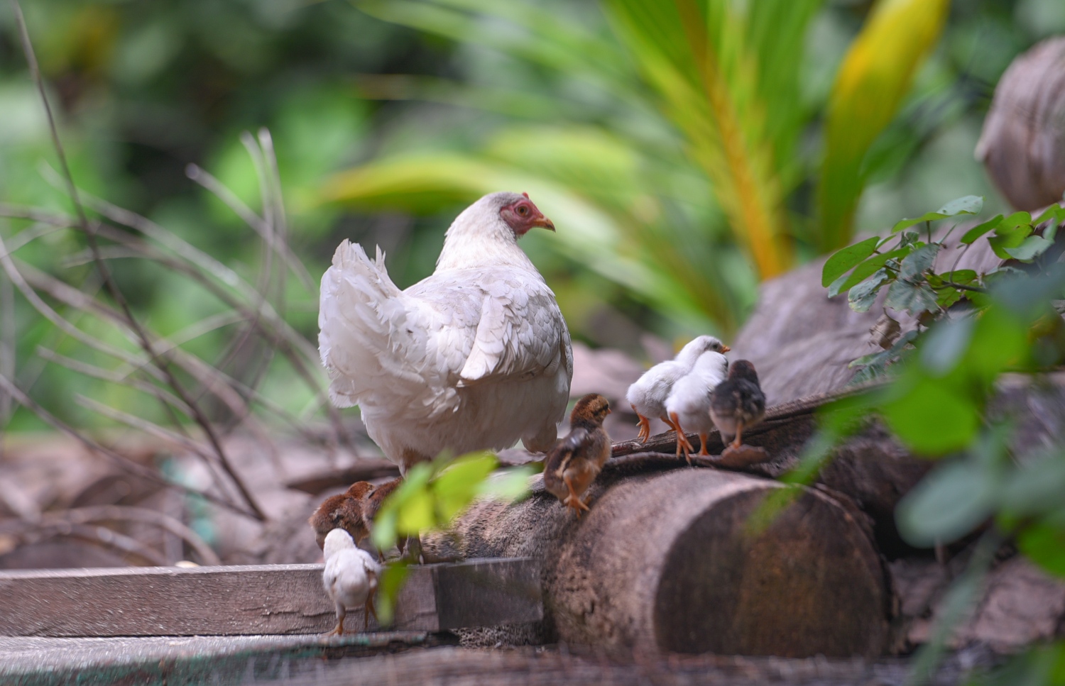 ރ. ކިނޮޅަސް: ޖޫން 28، 2017- ރާއްޖޭގެ އެހެން ރަށްރަށާ އަޅާބަލާއިރު މި ރަށުގައި ގިނަ އަދަދަކަށް ކުޅުކުޅާ ގެންގުޅޭ ---މިހާރު ފޮޓޯ: ހުސައިން ވަހީދު