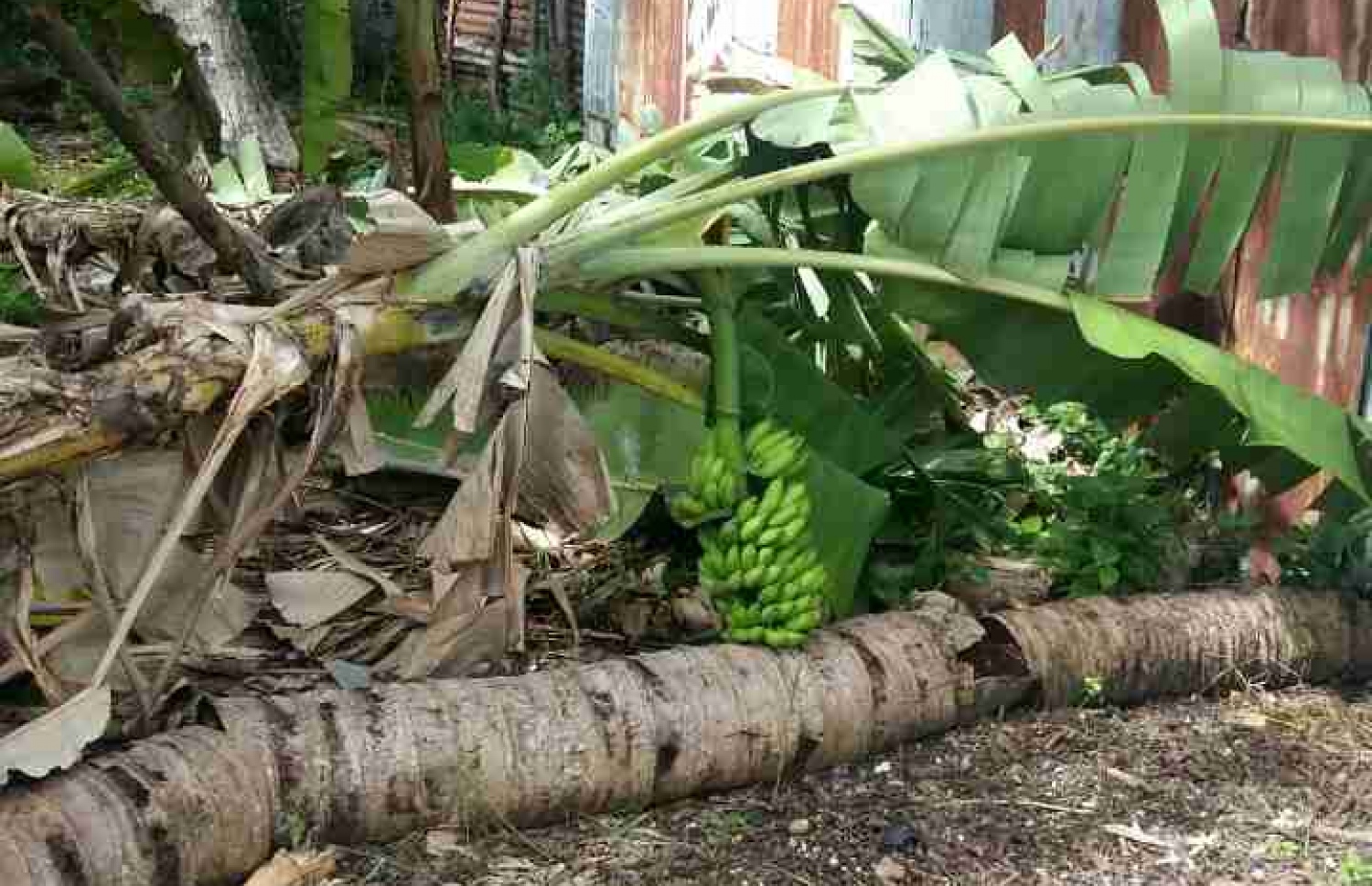 އިސްދުއަށް އެރި ކޮޅިގަނޑެއްގައި ފަތްކެޔޮ ގަހަކާއި ރުކެއް ވެއްޓިފައި: ބޮޑެތި ގެއްލުންތަކެއް އެ ރަށަށް ލިބިފައިވޭ-- ފޮޓޯ/ ކައުންސިލް