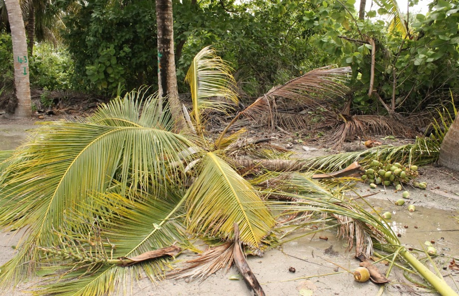 އިސްދުއަށް އެރި ކޮޅިގަނޑެއްގައި އެ ރަށުގެ ރުކެއް ވެއްޓިފައި -- ފޮޓޯ/ ކައުންސިލް