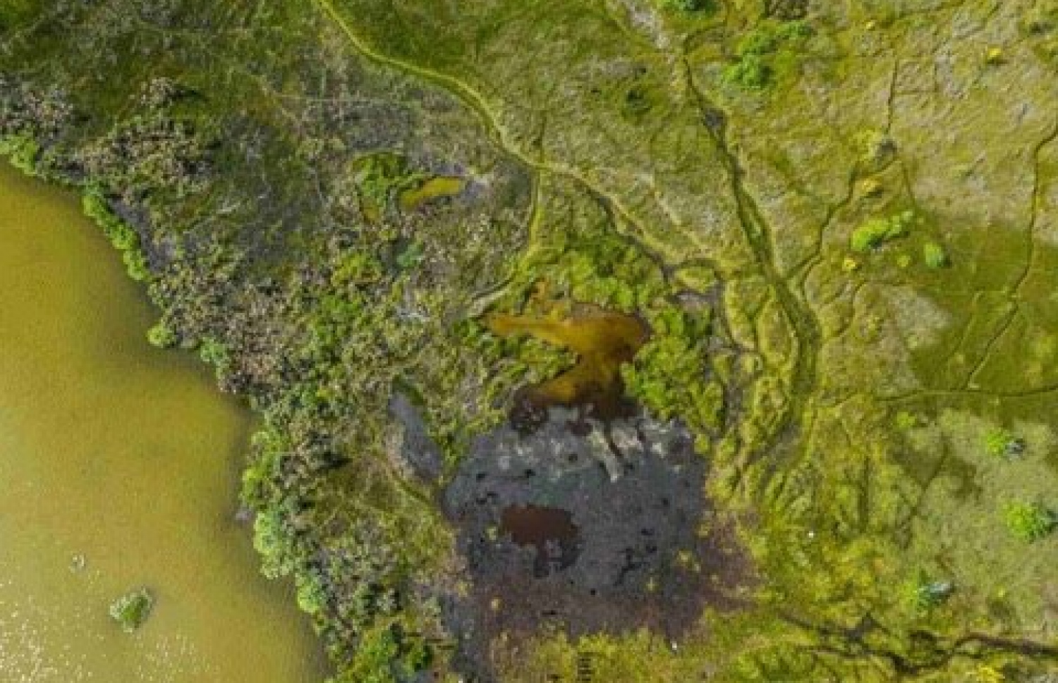 ކޮޑަކިޅީގެ މަތިން ނަސްރުﷲ އަދުނާން (ނައްޓު) ނަގާފައިވާ ފޮޓޯއެއް