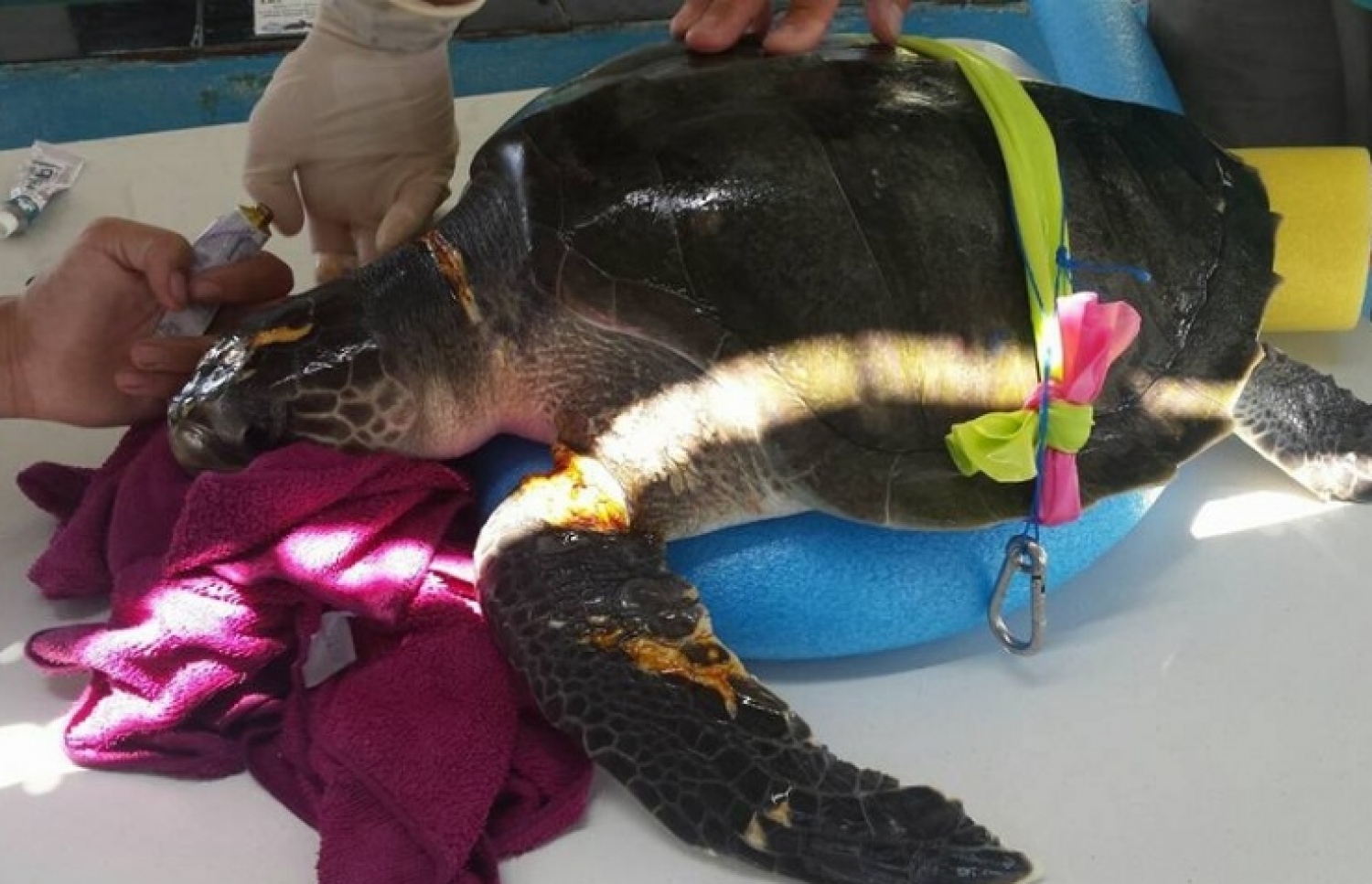 ނައިފަރު މެރިން ސެންޓަރުގައި އޮތް ވެލައެއް