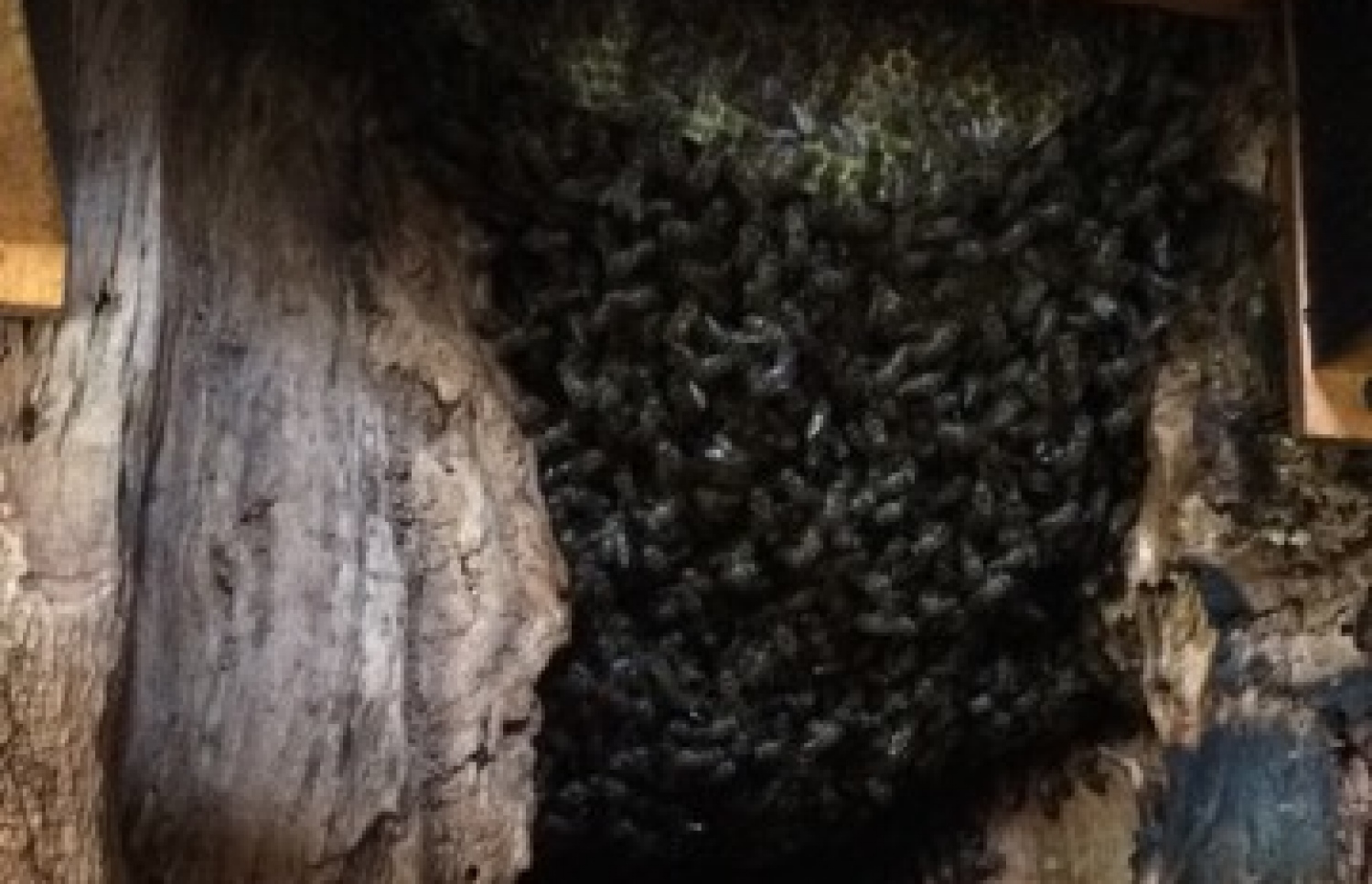 ހަތާގައި މާމުއި ކުޅަނދުރު