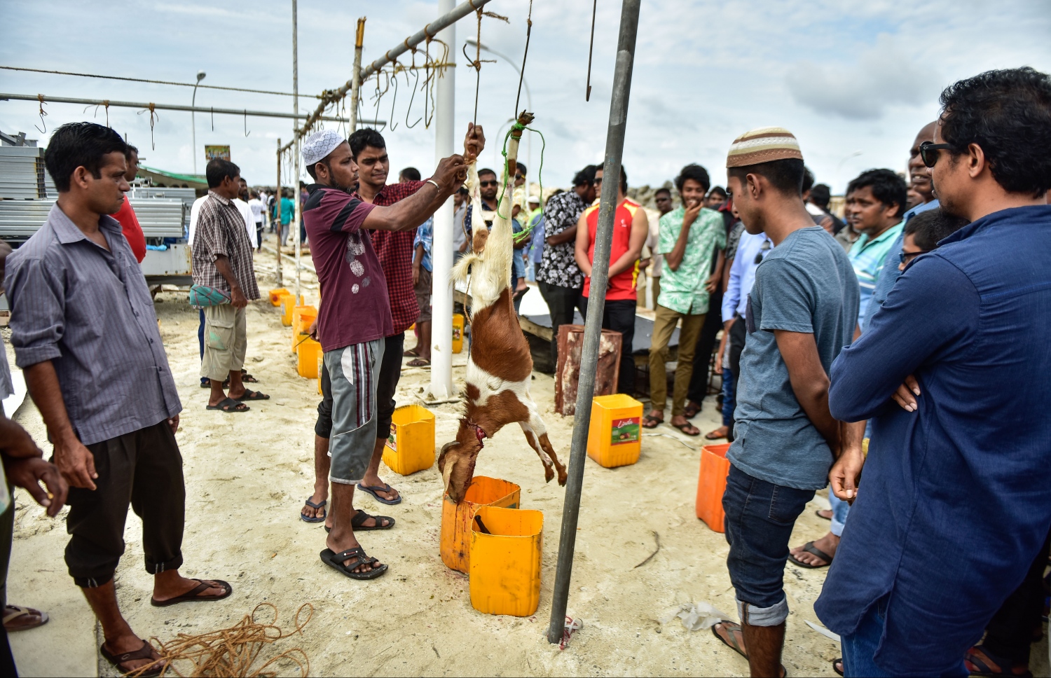 މާލެ: ސެޕްޓެމްބަރ 1، 2017- އަޟްހާ އީދު ނަމާދަށް ފަހު އިންޑަސްޓްރިއަލް ވިލެޖުގައި ބަކަރި ކަތިލުން.---މިހާރު ފޮޓޯ: ހުސައިން ވަހީދު