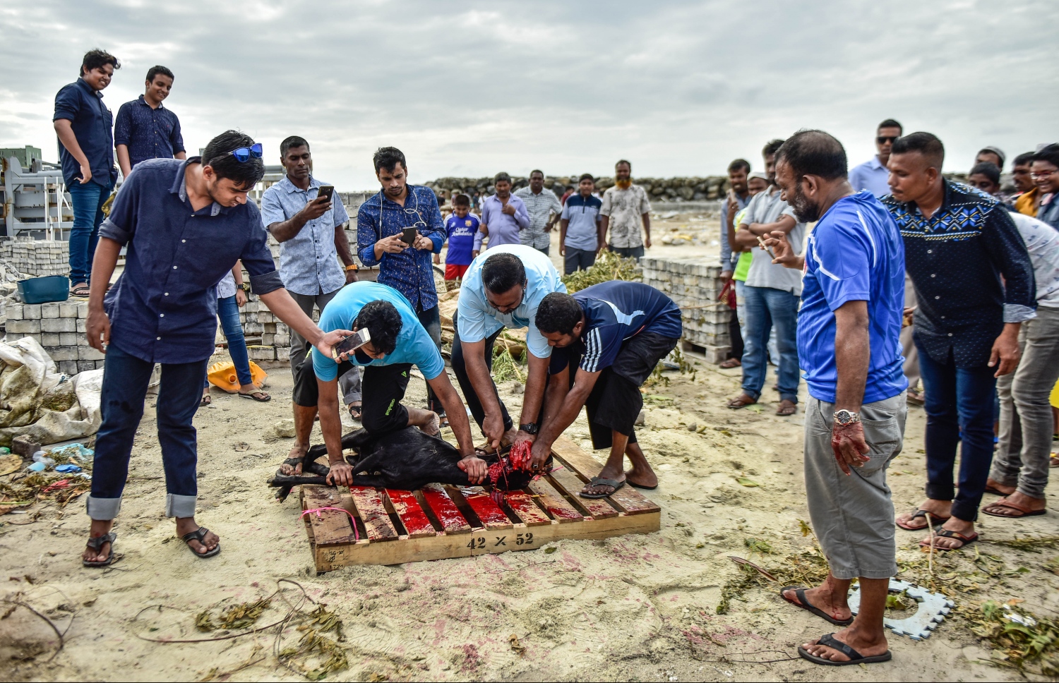 މާލެ: ސެޕްޓެމްބަރ 1، 2017- އަޟްހާ އީދު ނަމާދަށް ފަހު އިންޑަސްޓްރިއަލް ވިލެޖުގައި ބަކަރި ކަތިލުން.---މިހާރު ފޮޓޯ: ހުސައިން ވަހީދު