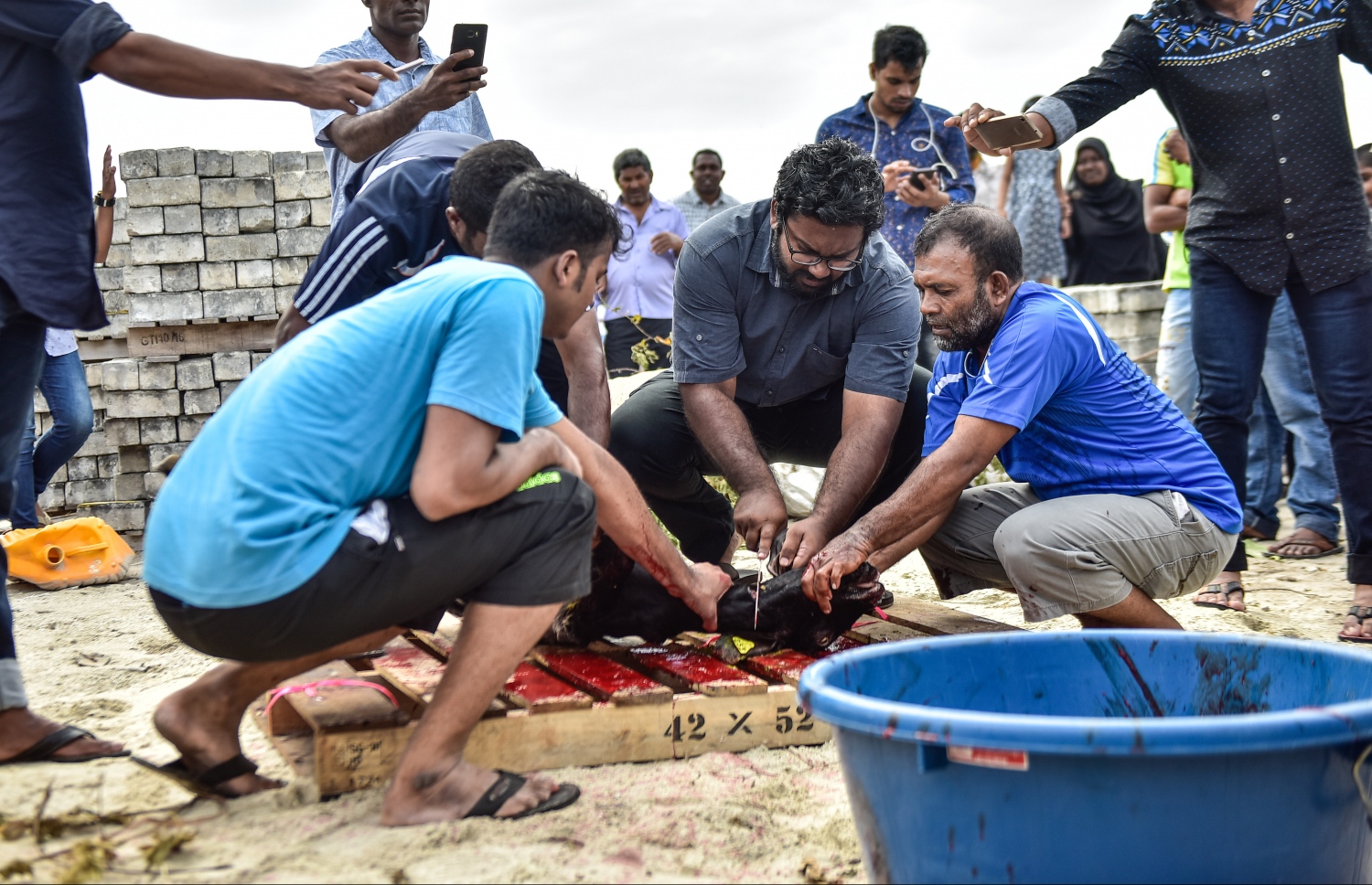 މާލެ: ސެޕްޓެމްބަރ 1، 2017- އަޟްހާ އީދު ނަމާދަށް ފަހު އިންޑަސްޓްރިއަލް ވިލެޖުގައި ބަކަރި ކަތިލުން.---މިހާރު ފޮޓޯ: ހުސައިން ވަހީދު