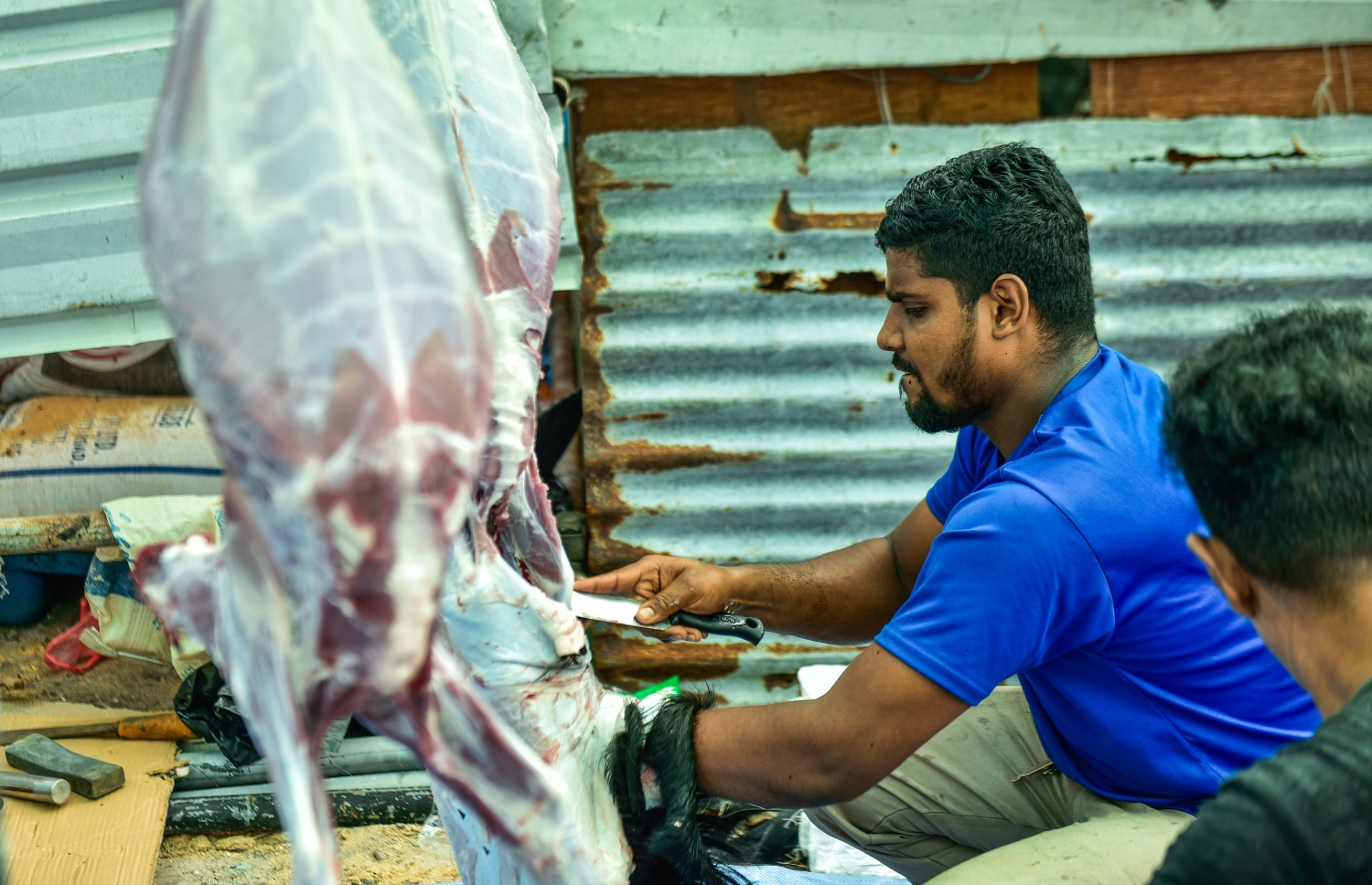 މާލެ: ސެޕްޓެމްބަރ 1، 2017- އަޟްހާ އީދު ނަމާދަށް ފަހު އިންޑަސްޓްރިއަލް ވިލެޖުގައި ބަކަރި ކަތިލުން.---މިހާރު ފޮޓޯ: ހުސައިން ވަހީދު