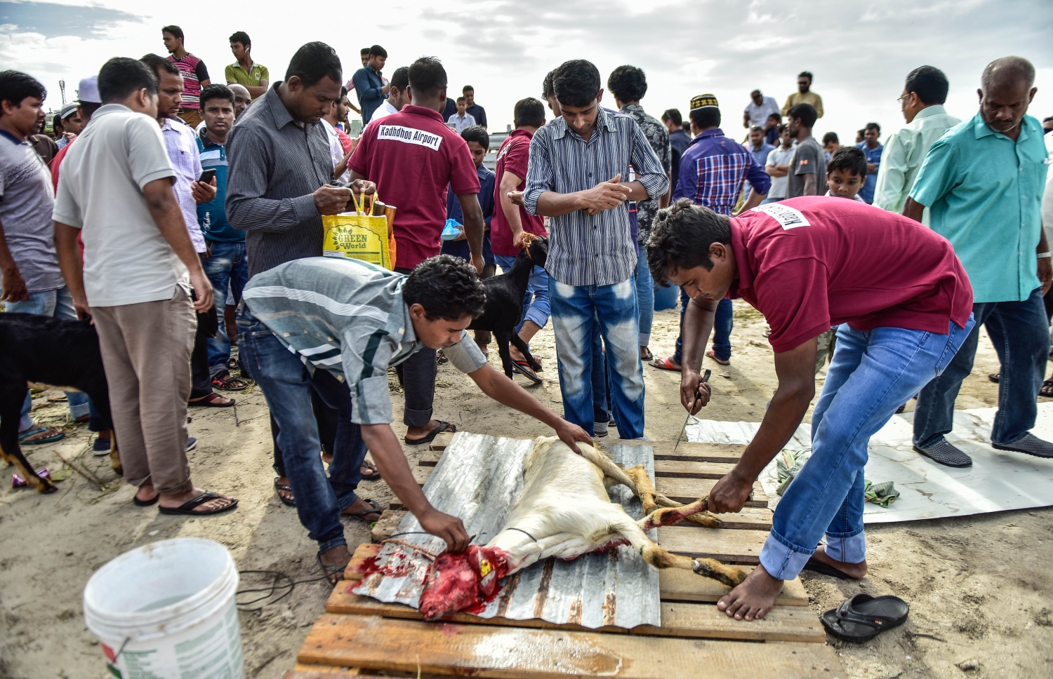 މާލެ: ސެޕްޓެމްބަރ 1، 2017- އަޟްހާ އީދު ނަމާދަށް ފަހު އިންޑަސްޓްރިއަލް ވިލެޖުގައި ބަކަރި ކަތިލުން.---މިހާރު ފޮޓޯ: ހުސައިން ވަހީދު