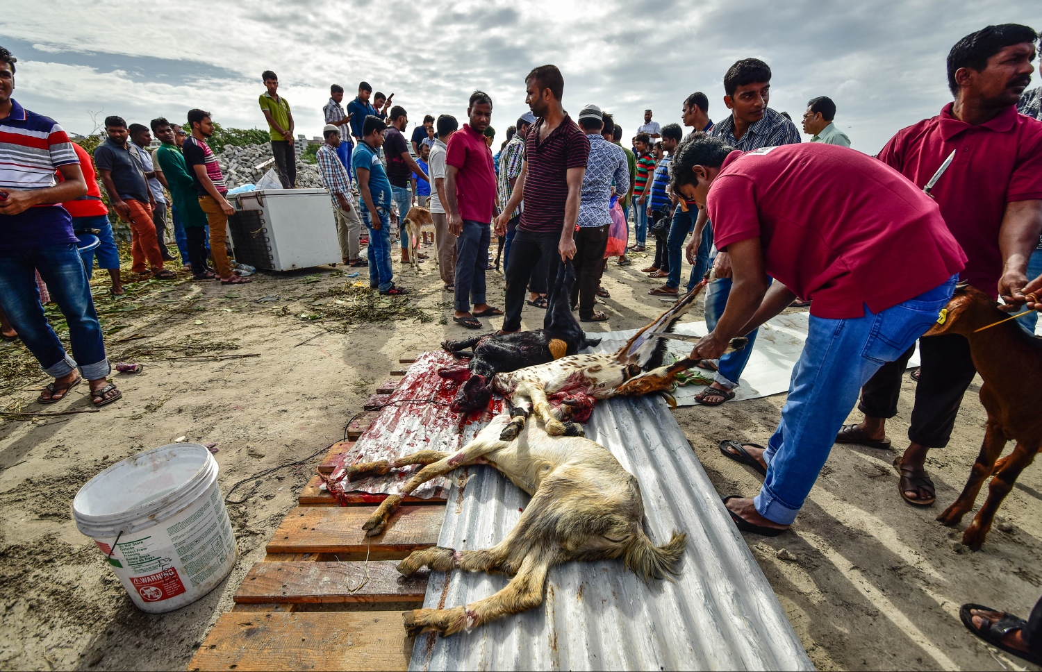 މާލެ: ސެޕްޓެމްބަރ 1، 2017- އަޟްހާ އީދު ނަމާދަށް ފަހު އިންޑަސްޓްރިއަލް ވިލެޖުގައި ބަކަރި ކަތިލުން.---މިހާރު ފޮޓޯ: ހުސައިން ވަހީދު