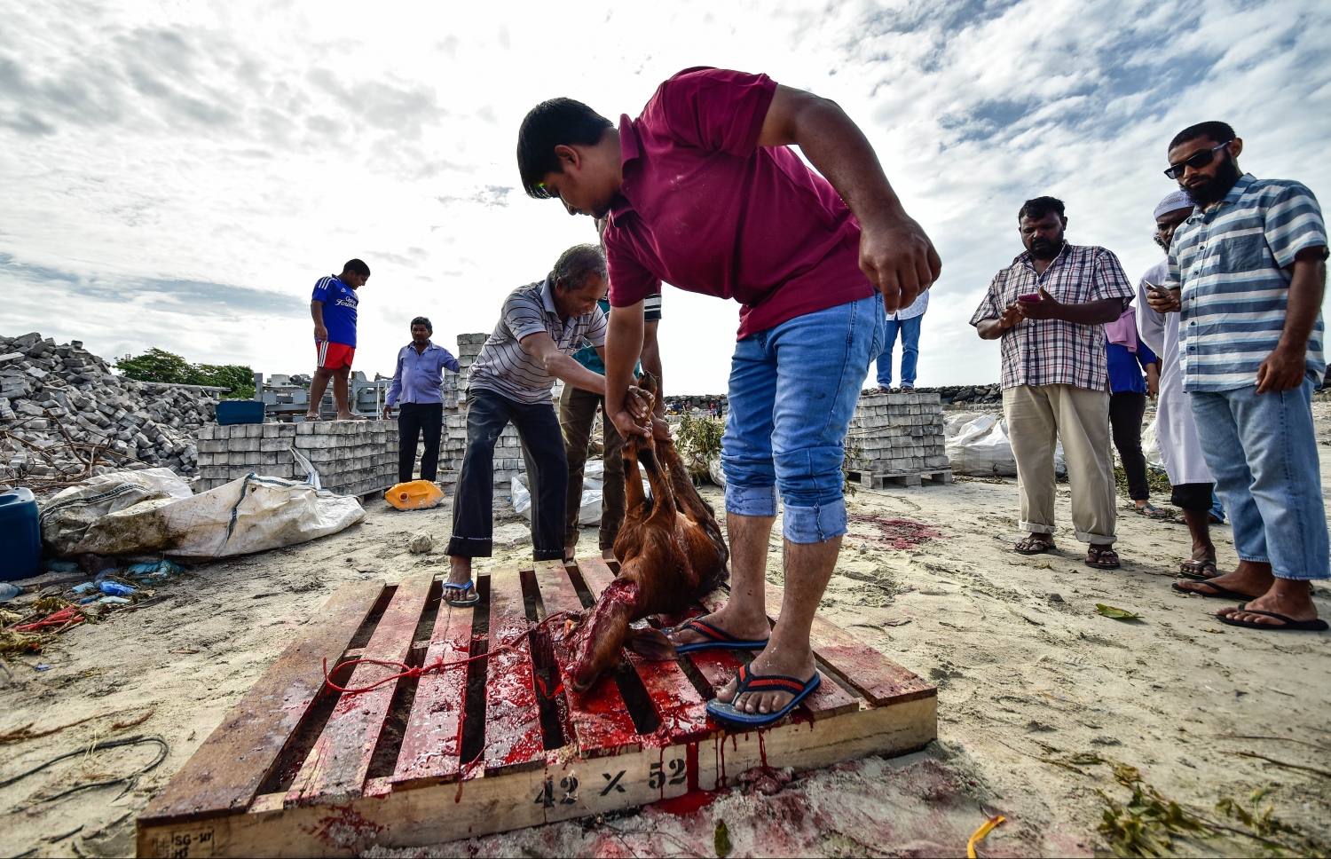 މާލެ: ސެޕްޓެމްބަރ 1، 2017- އަޟްހާ އީދު ނަމާދަށް ފަހު އިންޑަސްޓްރިއަލް ވިލެޖުގައި ބަކަރި ކަތިލުން.---މިހާރު ފޮޓޯ: ހުސައިން ވަހީދު