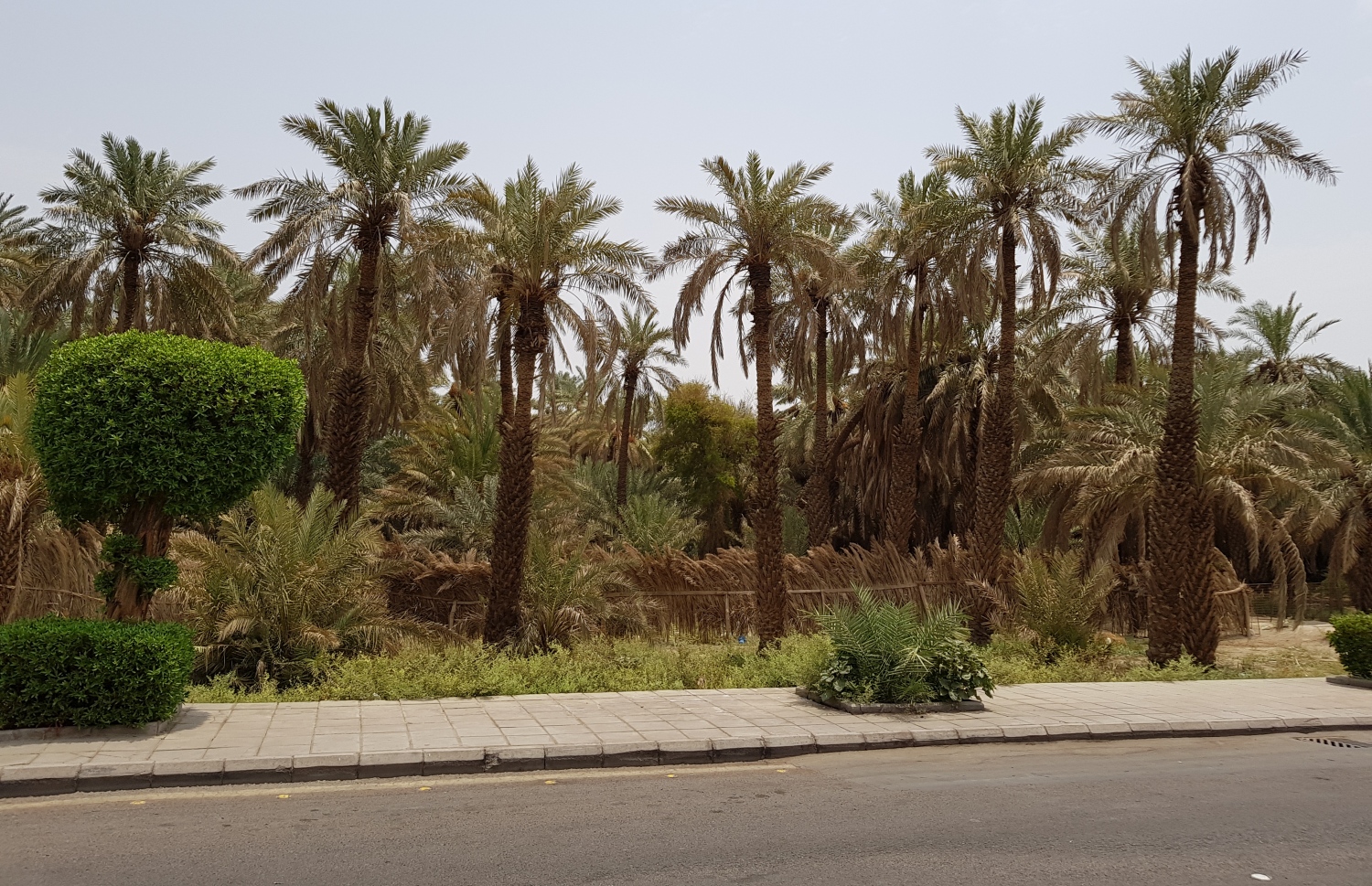 ކީރިތި ރަސޫލާ ހިޖްރަ އަށް ފަހު ދިރިއުޅުއްވި މަދީނާގެ ރަށު ތެރެ މިހާރު އަންނަނީ ފެހިވަމުން. --ފޮޓޯ: އަހްމަދު އަބްދުﷲ ސައީދު/މިހާރު