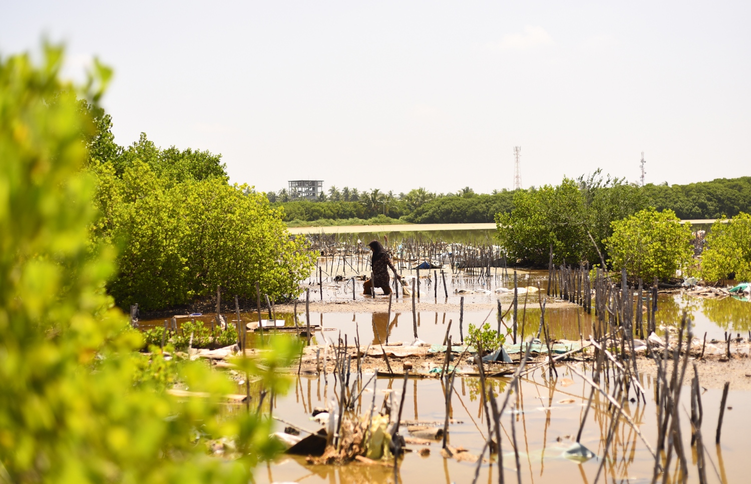 ކުޅުދުއްފުށީ ކުޅީގައި މީހަކު ބޮނބިފާކުރަނީ