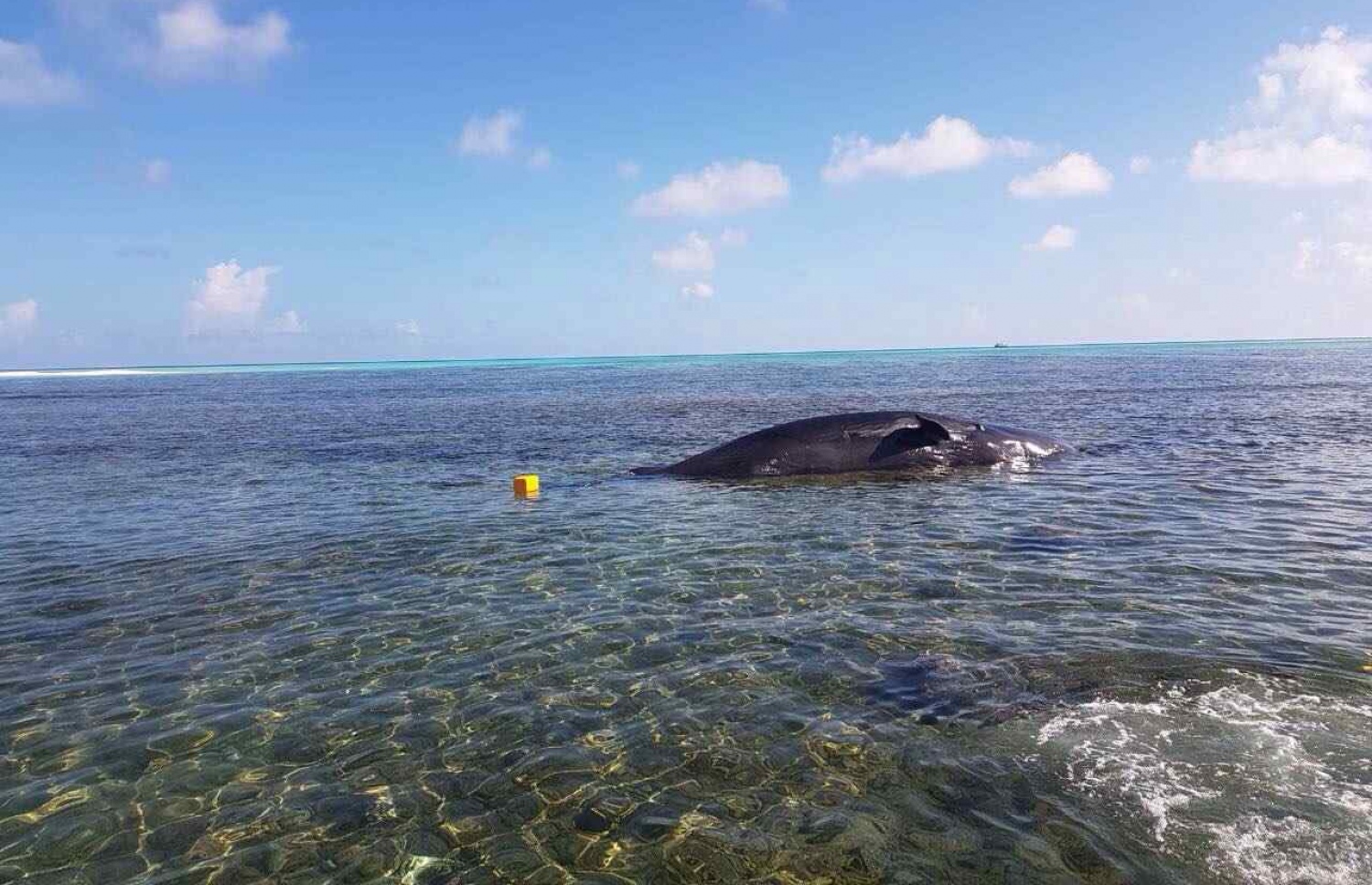 ބ. ގޮއިދޫ ބޭރަށް ލައްގާފައި އޮތް ބޮޑު މަސް