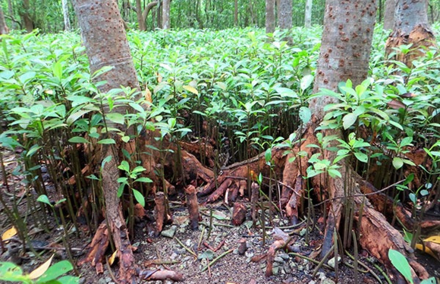 ކޭލަކުނުގެ ކަނޑޫފާގައި ހެދިފައިވާ ގަސްތަކެއް-- ފޮޓޯ/ބްލޫޕީސް މޯލްޑިވްސް