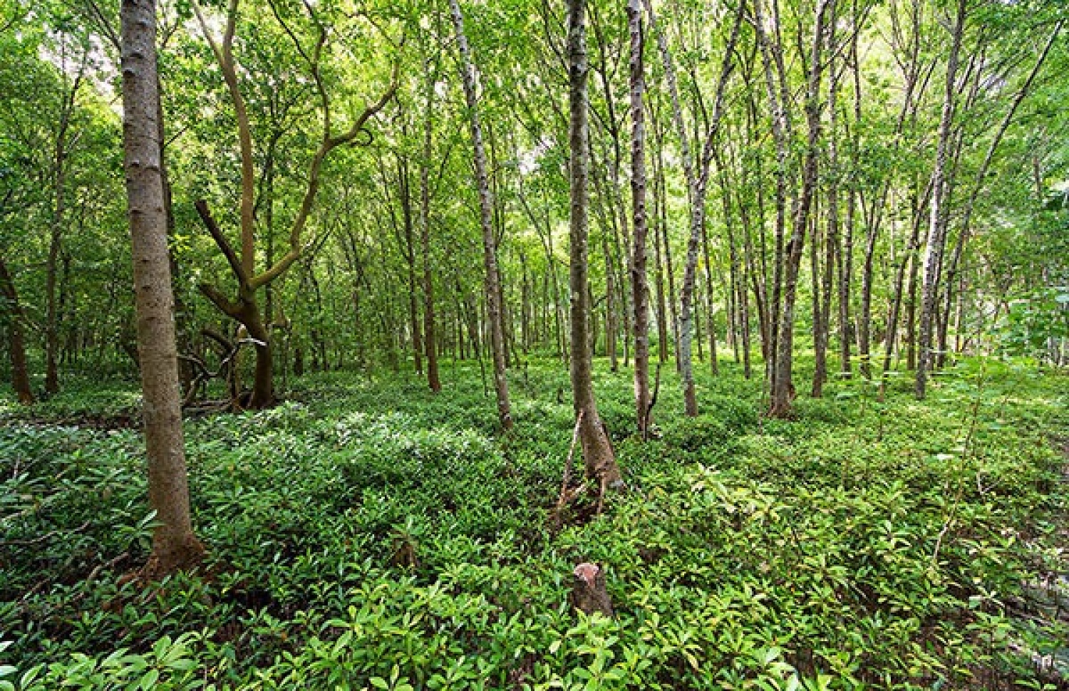 ކޭލަކުނުގައި އޮތް ކަނޑޫފަލުގެ ރީތި މަންޒަރެއް: މެނޭޖްމަންޓް ޕްލޭނެއް ނެތި ރަށް ބެލެހެއްޓުމަކީ ނަތީޖާ ރަނގަޅުވާނެ ކަމެއް ނޫން ކަމަށް ބައެއް ފަރާތްތަކުން ދެކޭ -- ފޮޓޯ/ބްލޫޕީސް މޯލްޑިވްސް