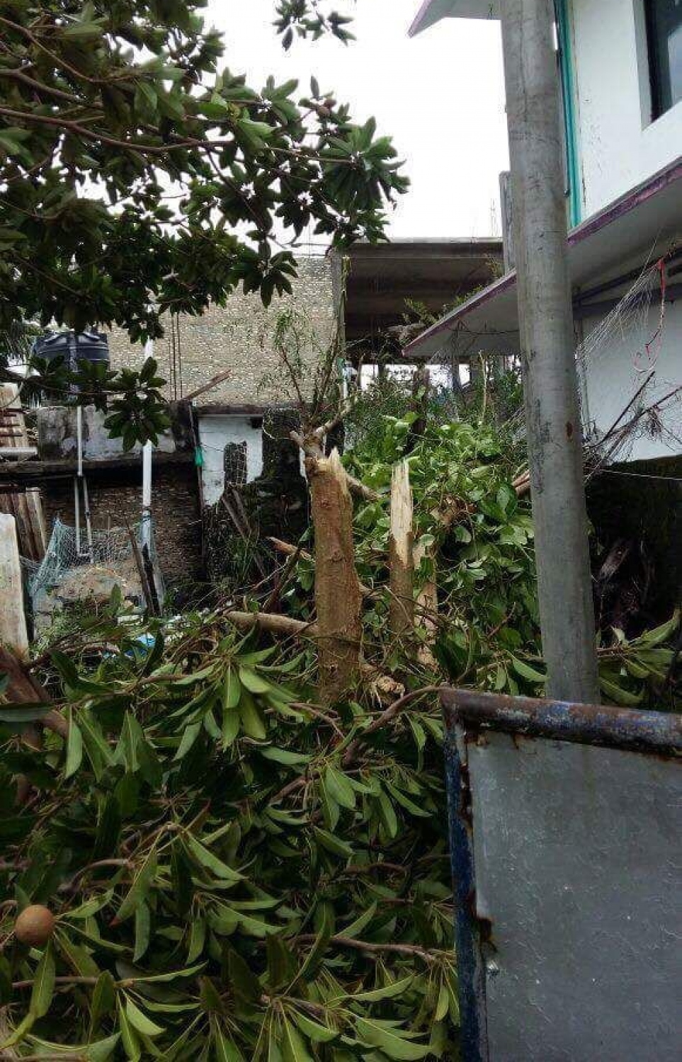 މަލިކު: ޑިސެމްބަރު 3، 2017: ބާރުގަދަ ކޮޅިގަނޑުގައި މަލިކުގެ ގެއެއްގައި ހުރި ގަސްތަކެއް ވެއްޓިފައި.