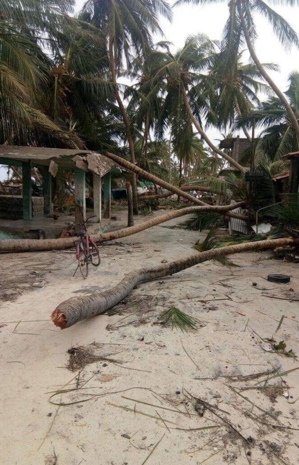 މަލިކު: ޑިސެމްބަރު 3، 2017: ބާރުގަދަ ކޮޅިގަނޑުގައި މަލިކުގެ އަތިރިމަތީގައި ހުރި ރުއްތަކެއް ބިންމައްޗަށް ވެއްޓިފައި.