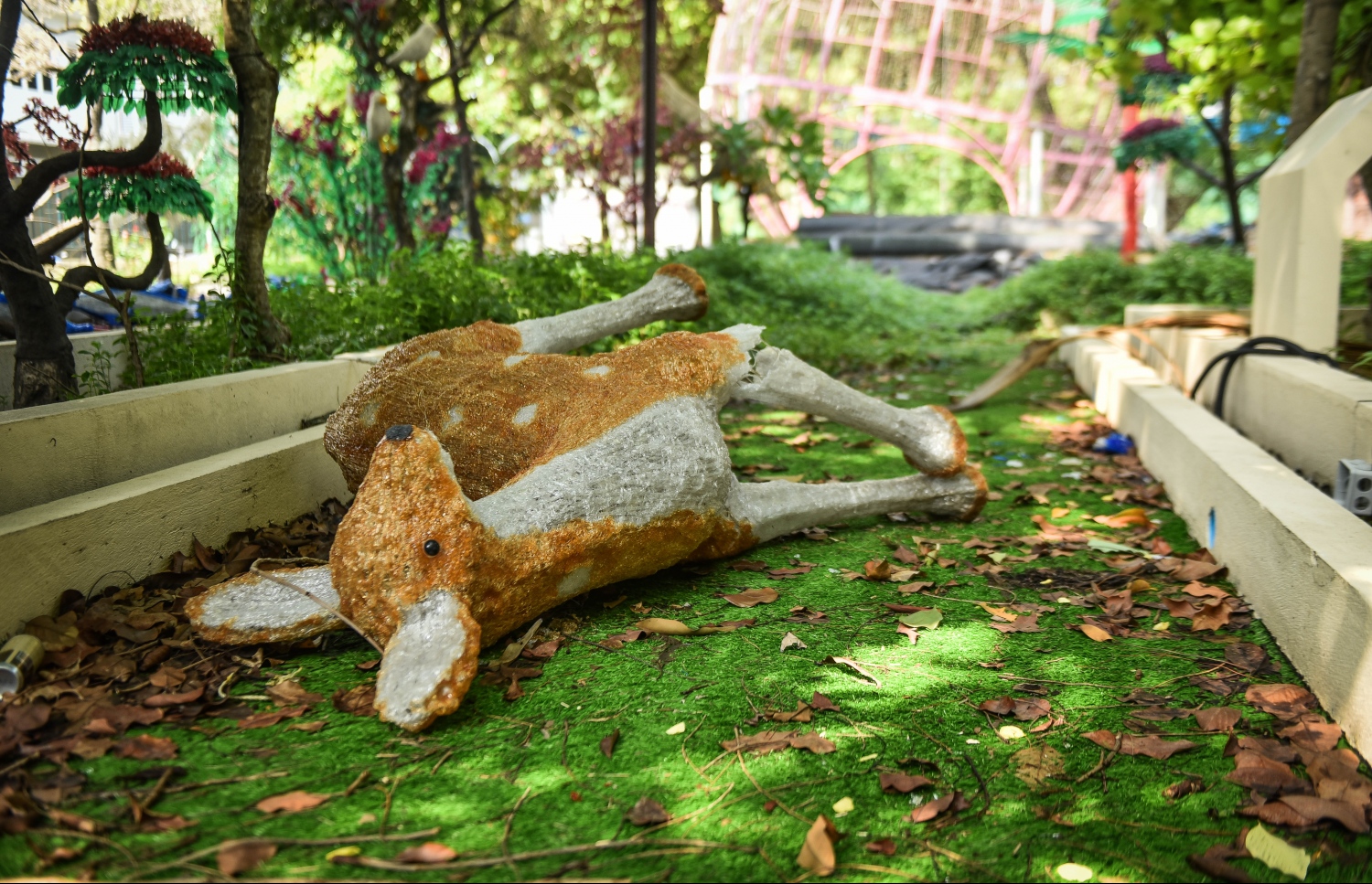 ލެޑް ޕާކް ޒީނަތްތެރިކުރަން ހަރުކޮށްފައި ހުރި ފުއްލާއެއް ވެއްޓިފައި -- މިހާރު ފޮޓޯ: ނިޝާން އަލީ