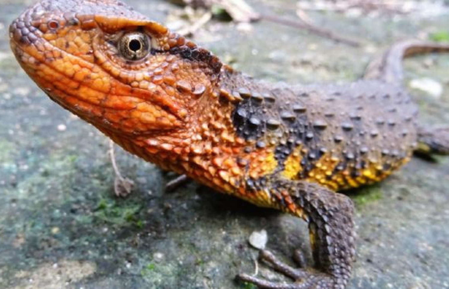 ޝައިނިޝޯރަސް ކްރޮކޮޑިލެޫރަސް ވިއެޓްނާމެންސިސްގެ ނަން ދީފައިވާ، އަލަށް ހޯދުނު ބޮނޑު