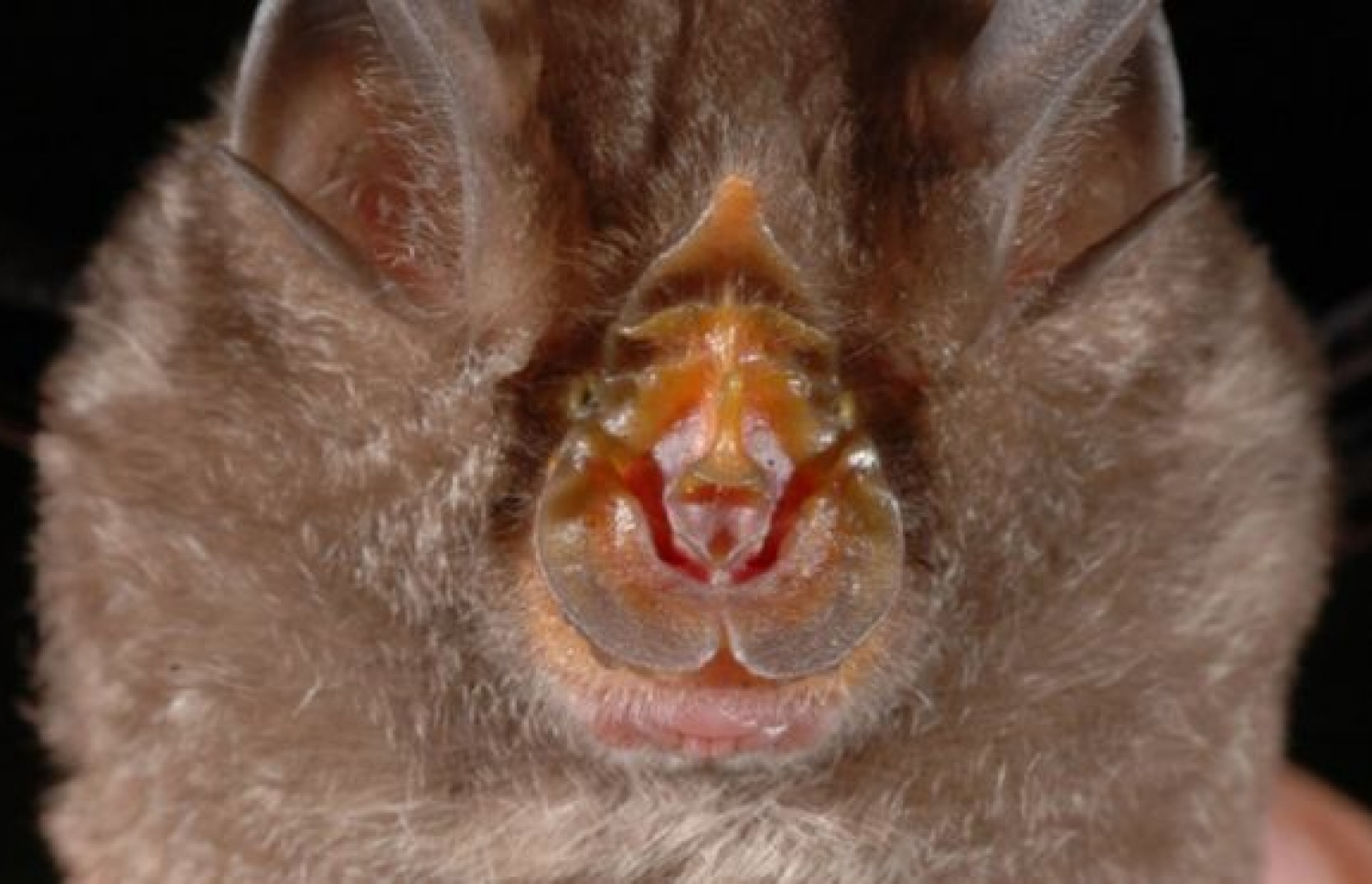 ރައިނަލޯފަސް މަންޓިކޮލަސް ނަމަކަށް ކިޔާ ވާލެއް.