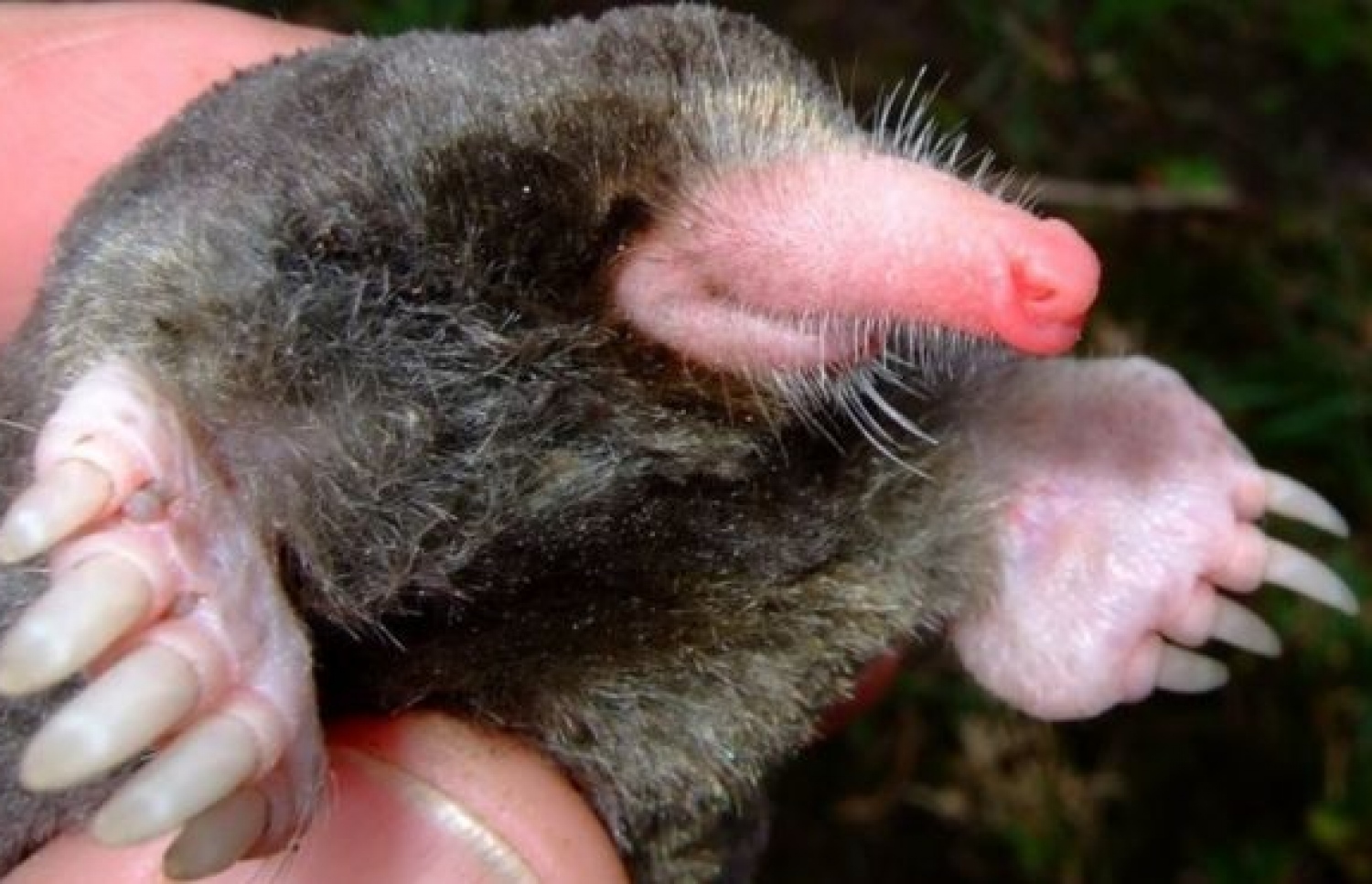 ޔޫރޯސްކެޕްޓަ އޮލަވީ ނަމަކަށް ކިޔާ މޯލްއެއް