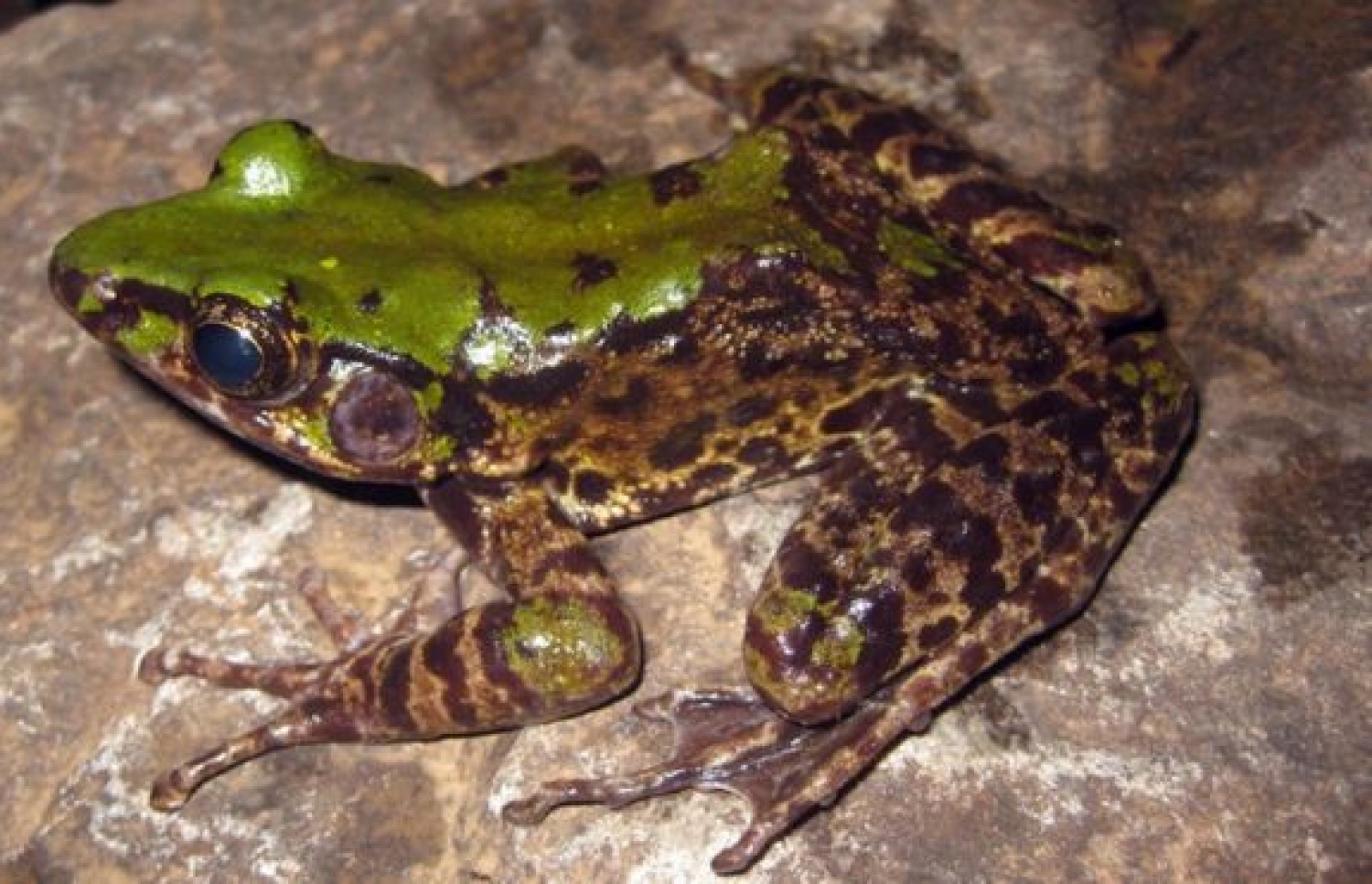 އޮޑޮރާނާ މަޗްމަނީ ނަމަކަށް ކިޔާ، އެކި ކުލަ ހިމެނޭ ބޮކެއް.