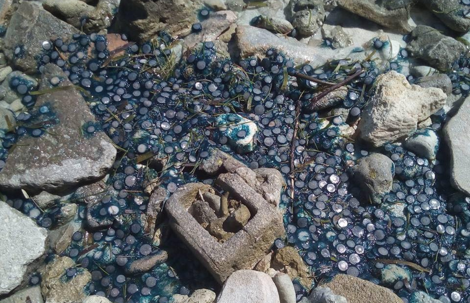 ރ. ވާދޫ ފަޅުތެރޭގައި ހުރި ޖެލީފިޝްތައް -- ފޮޓޯ؛ ފޭސްބުކް