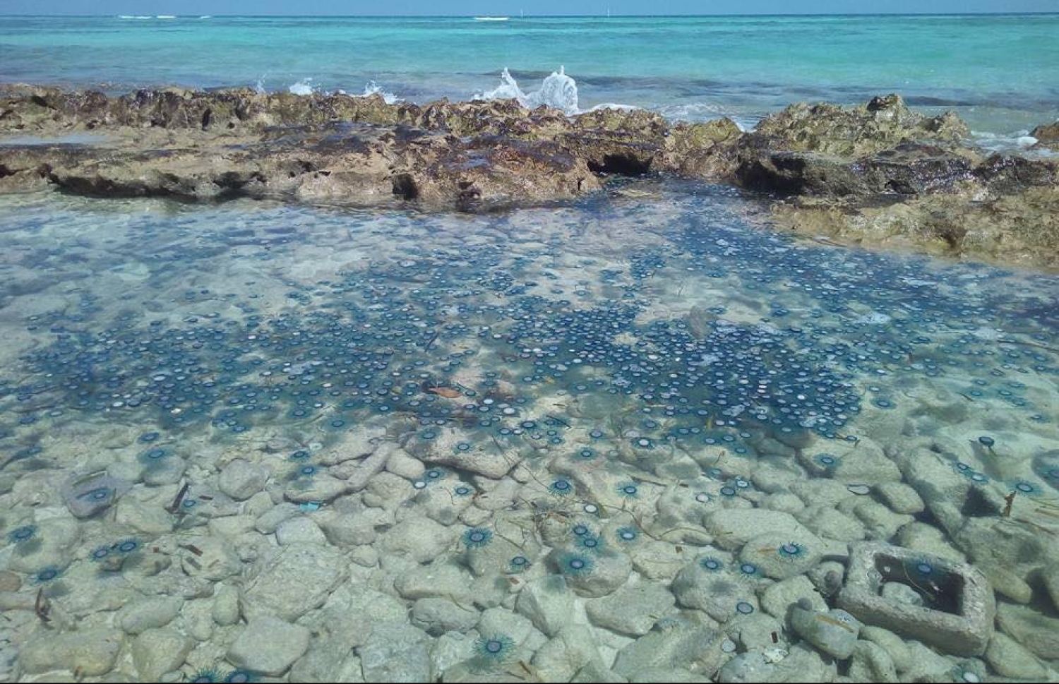 ރ. ވާދޫ ފަޅުތެރޭގައި ހުރި ޖެލީފިޝްތައް -- ފޮޓޯ؛ ފޭސްބުކް