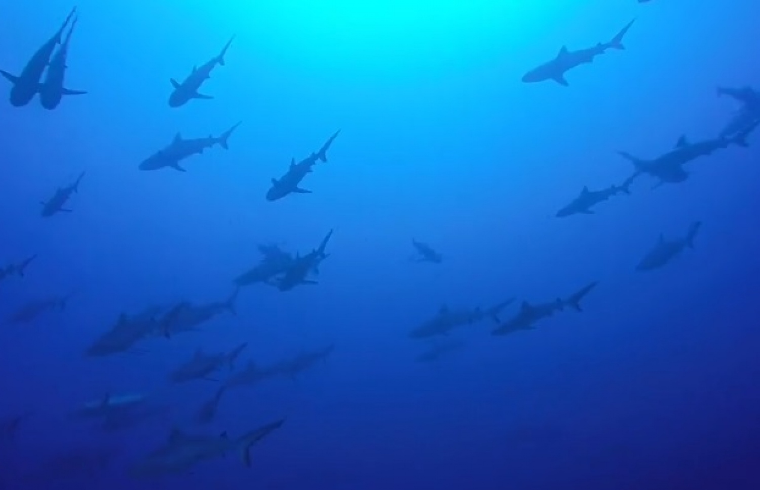 ކެވިން ނަގާފައިވާ މިޔަރުގެ ވީޑިއޯ: ކޫއްޑު އާއި ވިލިނގިއްޔާ ދެމެދު އޮންނަ ކަނޑުއޮޅިއަކީ މިޔަރުގެ ހާއްޔެއް