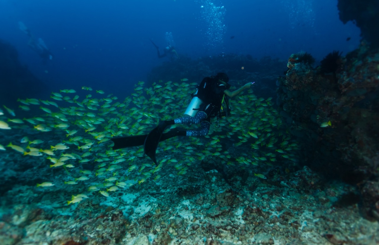 އިރޫ ޑައިވްކުރަނީ