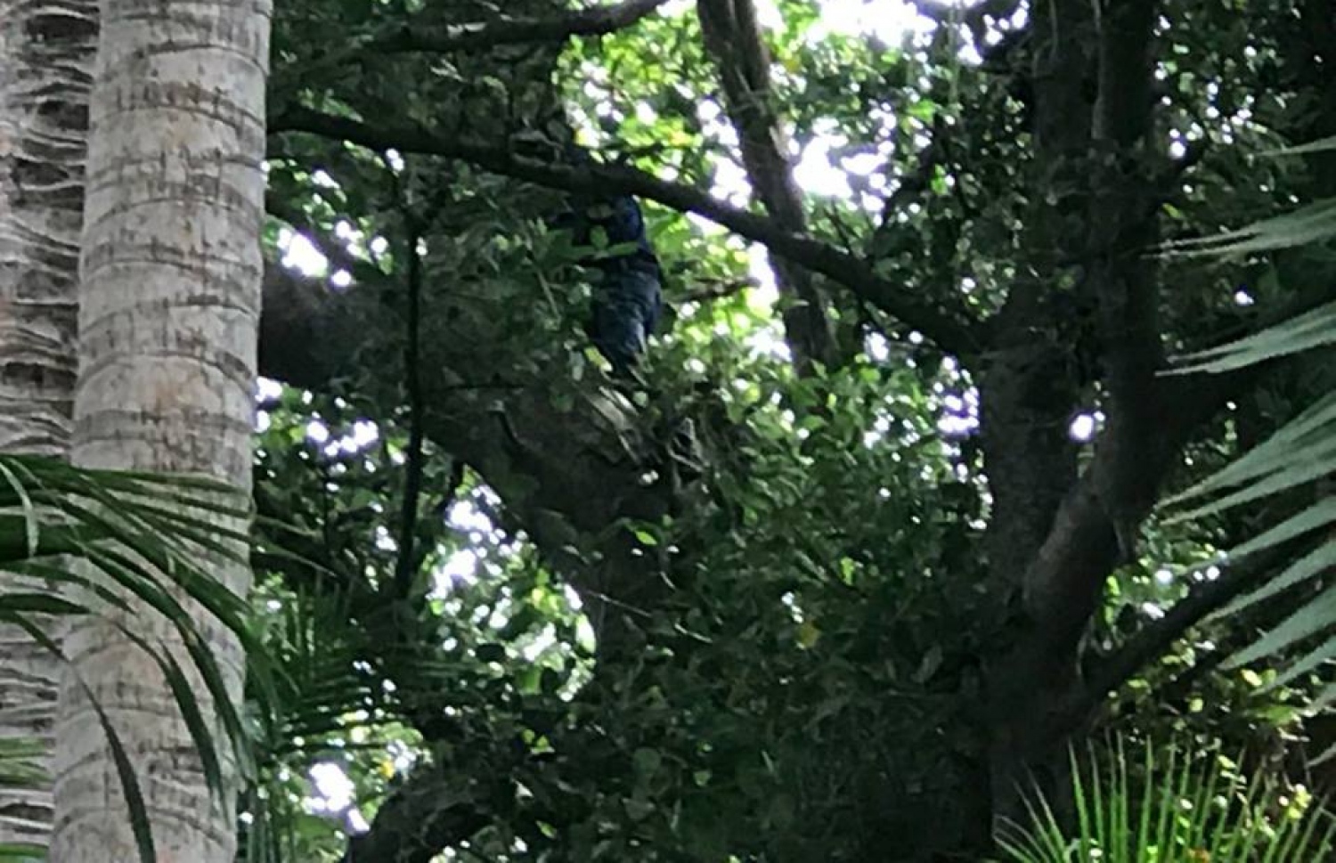 ބިލެތްފަހީގެ ނިކަގަހު ކުރިއަށް ނަގާފައިވާ ދިދަ ބާލަން، ފުލުހަކު ގަހުގައި