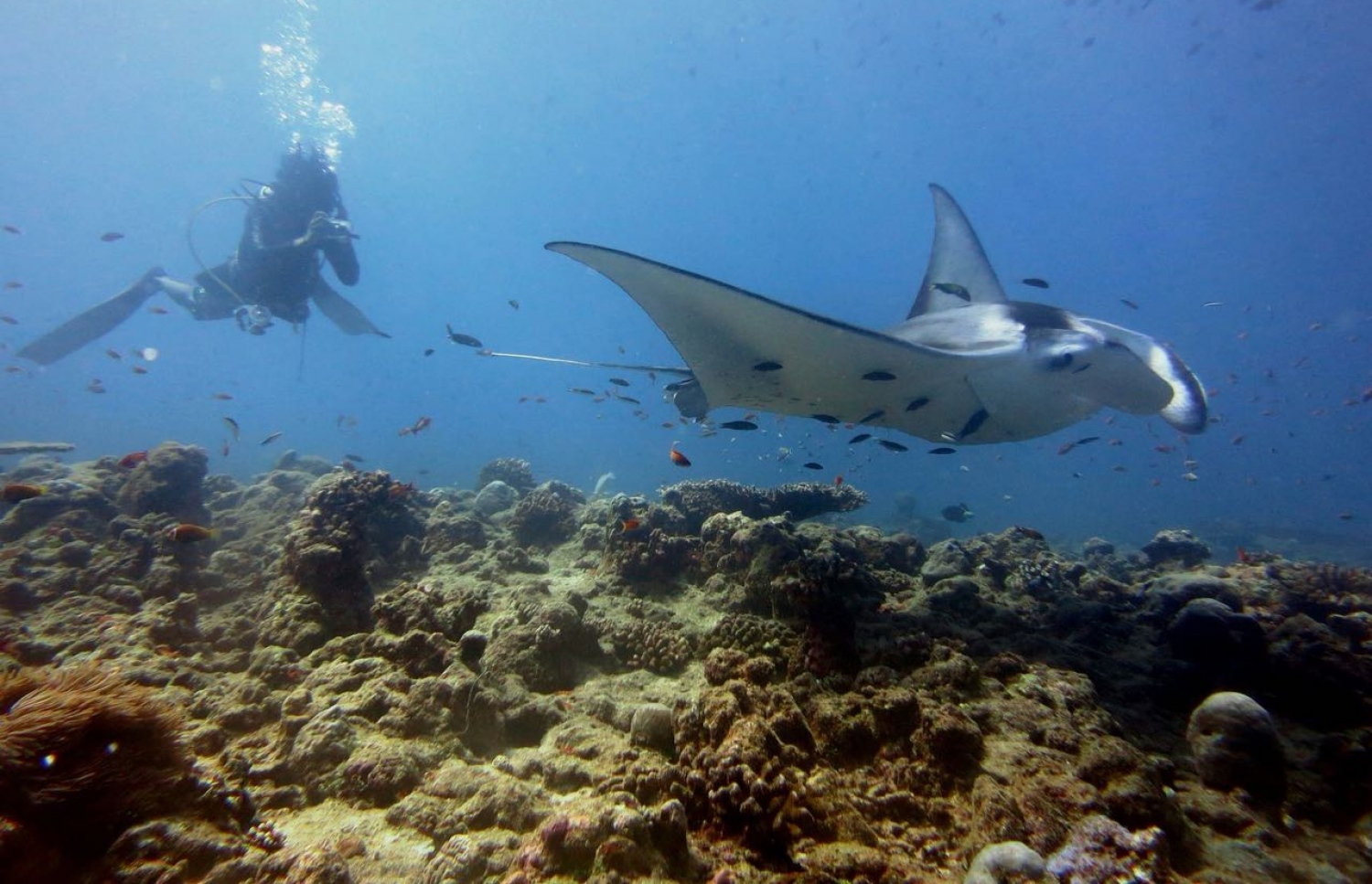 ދިގުރަށުގެ ޑައިވަރަކު ޑައިވްކުރަނީ: ލޯކަލް ޓޫރިޒަމްގައި ފުރުސަތުތައް ގިނަ ރަށެއް.