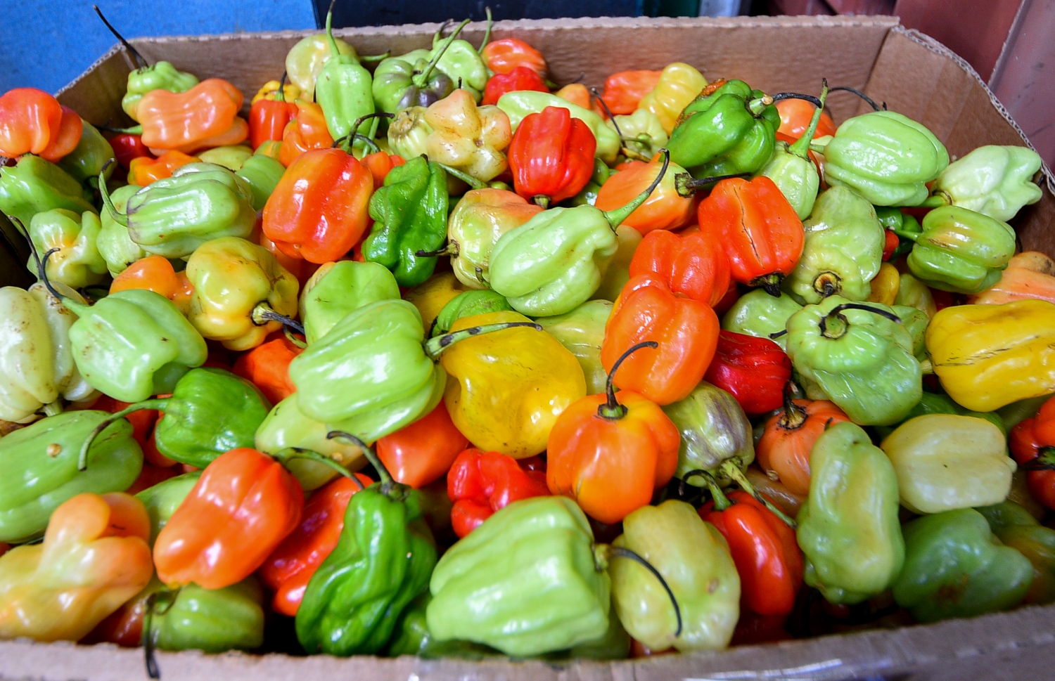 މާރުކޭޓު ގޮޅިއެއްގައި، ރާއްޖޭން ބޭރުން ގެނެސްގެން ވިއްކަން ބަހައްޓާފައި ހުރި މިރުސްތަކެއް.