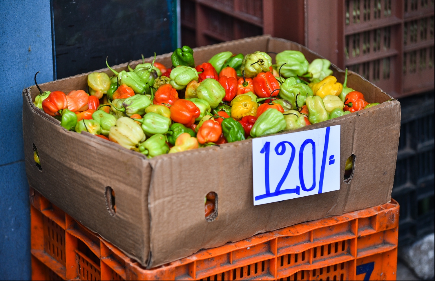 މާލެ: މޭ 14، 2018: ލޯކަލް މާރުކޭޓު ސަރަހައްދުގައި ބަހައްޓާފައި ހުރި މިރުސް ފޮށިގަނޑެއް.-- ފޮޓޯ: ހުސައިން ވަހީދު/މިހާރު