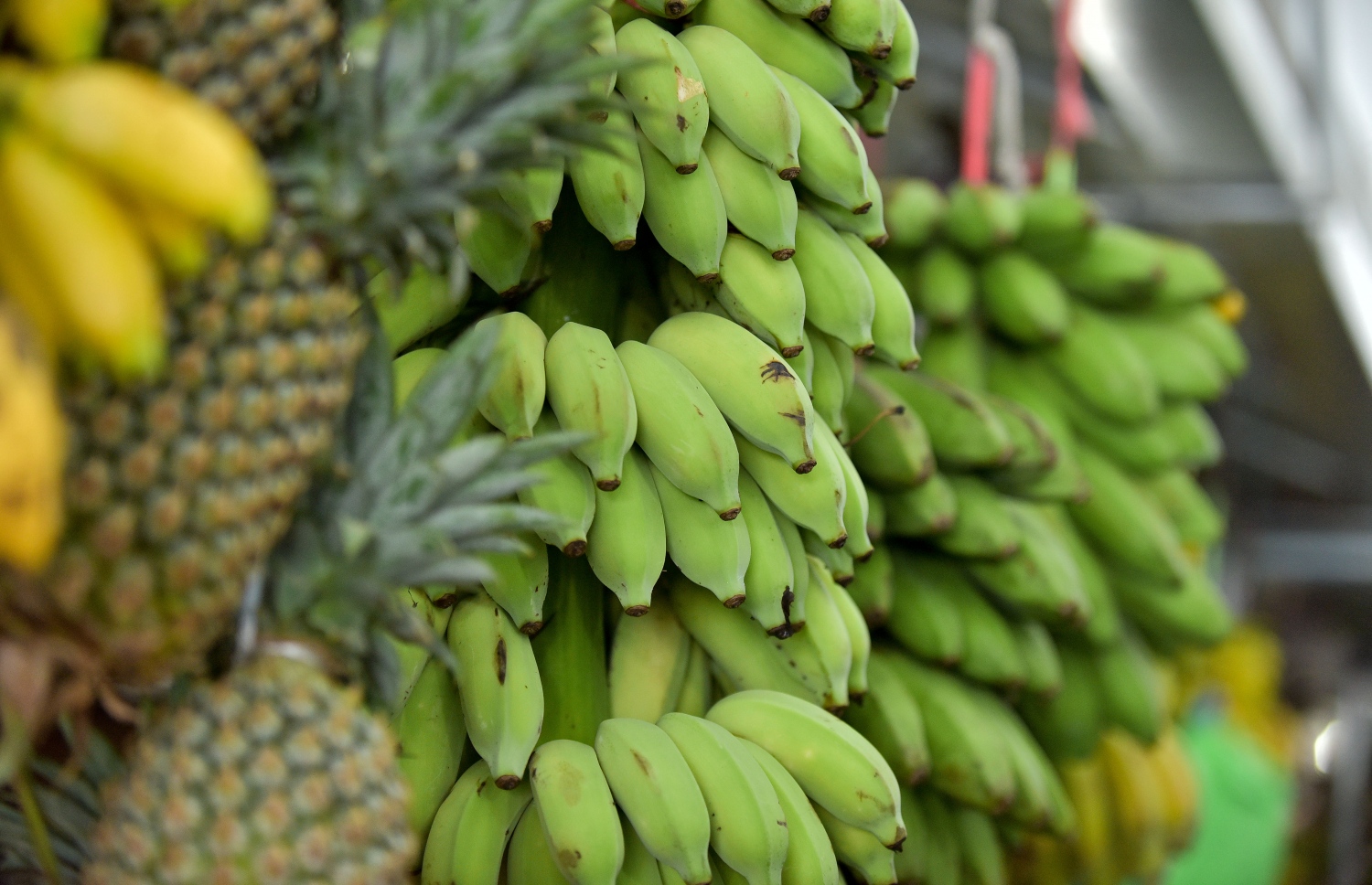 މާރުކޭޓުގެ ގޮޅިއެއްގައި ވިއްކަން ބަހައްޓާފައި ހުރި ކެޔޮގަނޑުތަކެއް: ރޯދަމަހާ އެކު ދޮންކޭލުގެ އަގު ވެސް ބޮޑުވި --ފޮޓޯ: ނިޝާން އަލީ /މިހާރު