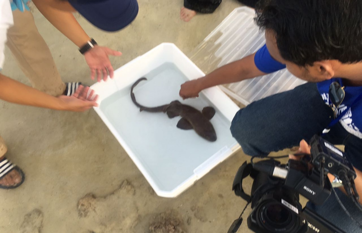 މަސްވެރިއަކު ބޭނި މިޔަރެއް މޫދަށް ދޫކޮށްލަނީ. -- ފޮޓޯ: މިހާރު