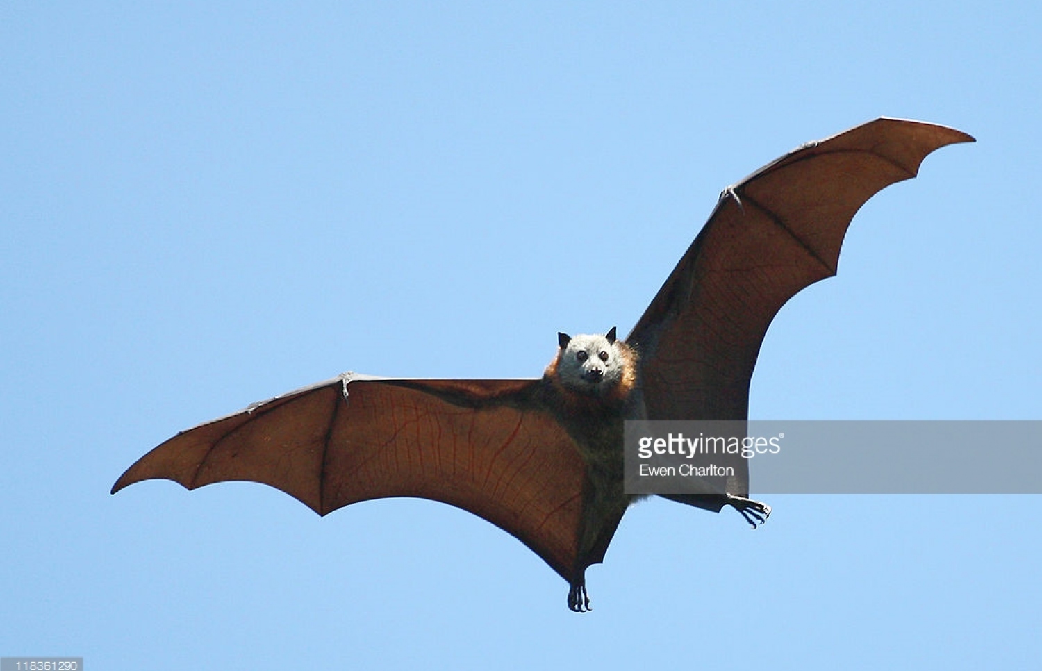 ފުރުޓް ބެޓް ވާލެއް.