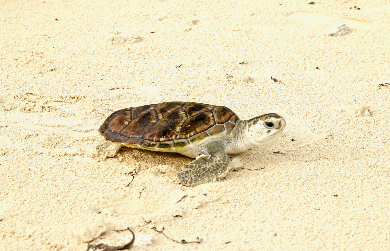 ކުޑަކުޑަ ވެލައެއް: ވެލާގެ ފަސް ބާވަތެއް ވަނީ ރާއްޖޭގައި ހިމާޔަތްކޮށްފައި.-- ފޮޓޯ: ދި އެޑިޝަން