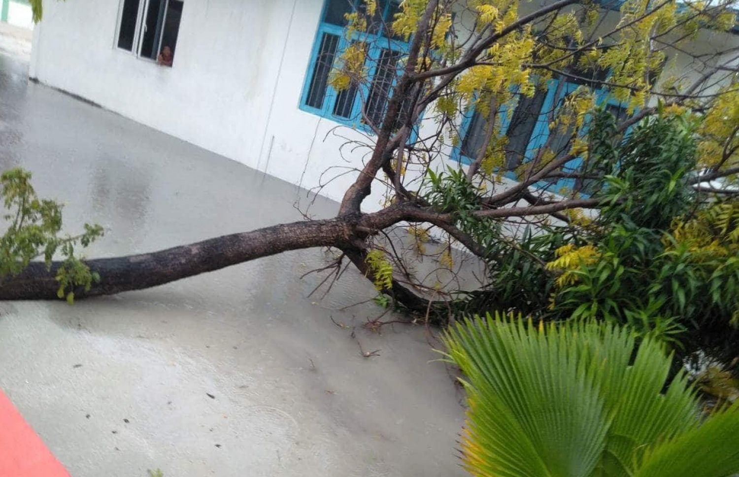 ބަނޑިދޫއަށް އެރި ނަގޫރޯޅީގައި ގަހެއް ވެއްޓިފައި