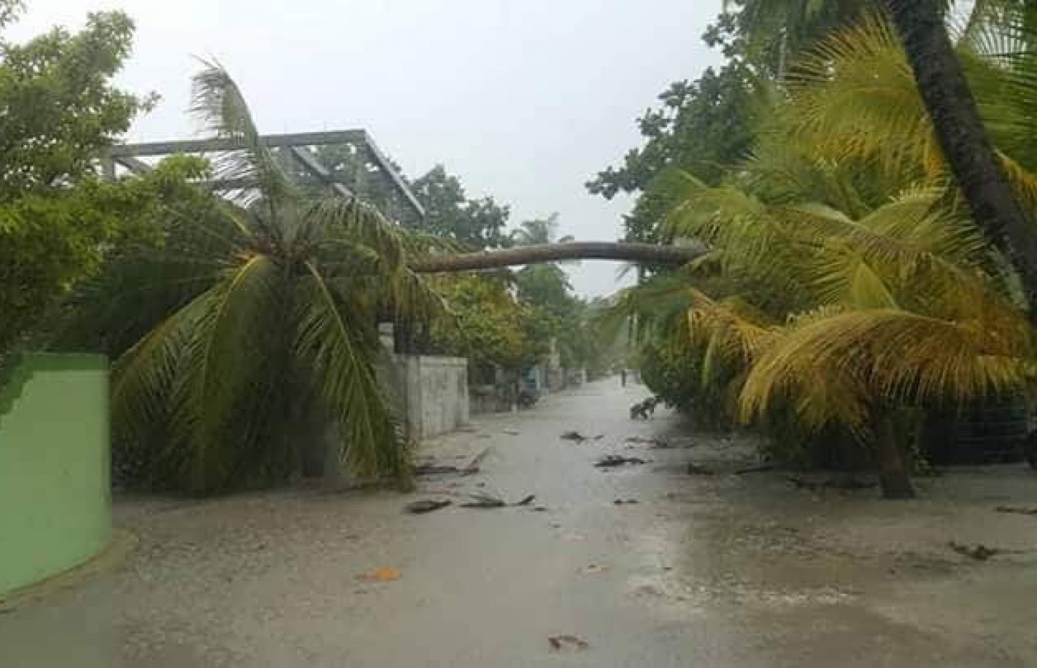 ބަނޑިދޫއަށް އެރި ނަގޫރޯޅީގައި ރުކެއް ވެއްޓިފައި.-