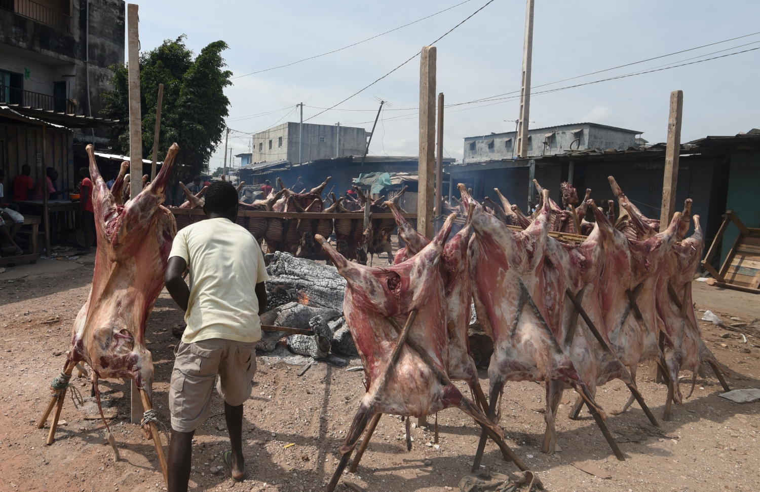 ކޯޓެ ޑިވޯގައި މީހަކު މިއަދު ކަންބަޅި މަސްތަކެއް ސާފު ކުރަނީ. --ފޮޓޯ:އޭއެފްޕީ