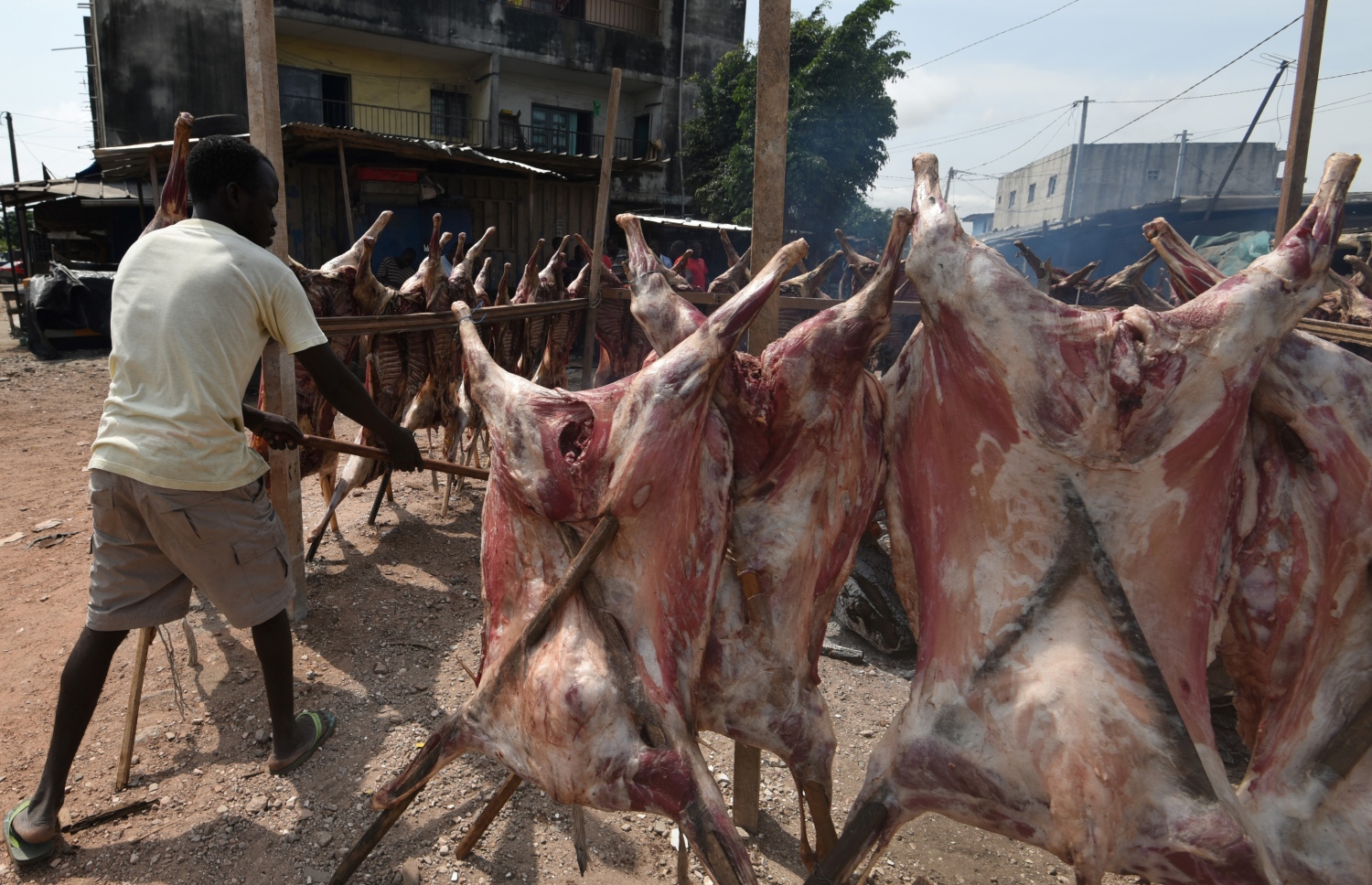 ކޯޓެ ޑިވޯގައި މީހަކު މިއަދު ކަންބަޅި މަސްތަކެއް ސާފު ކުރަނީ. --ފޮޓޯ:އޭއެފްޕީ
