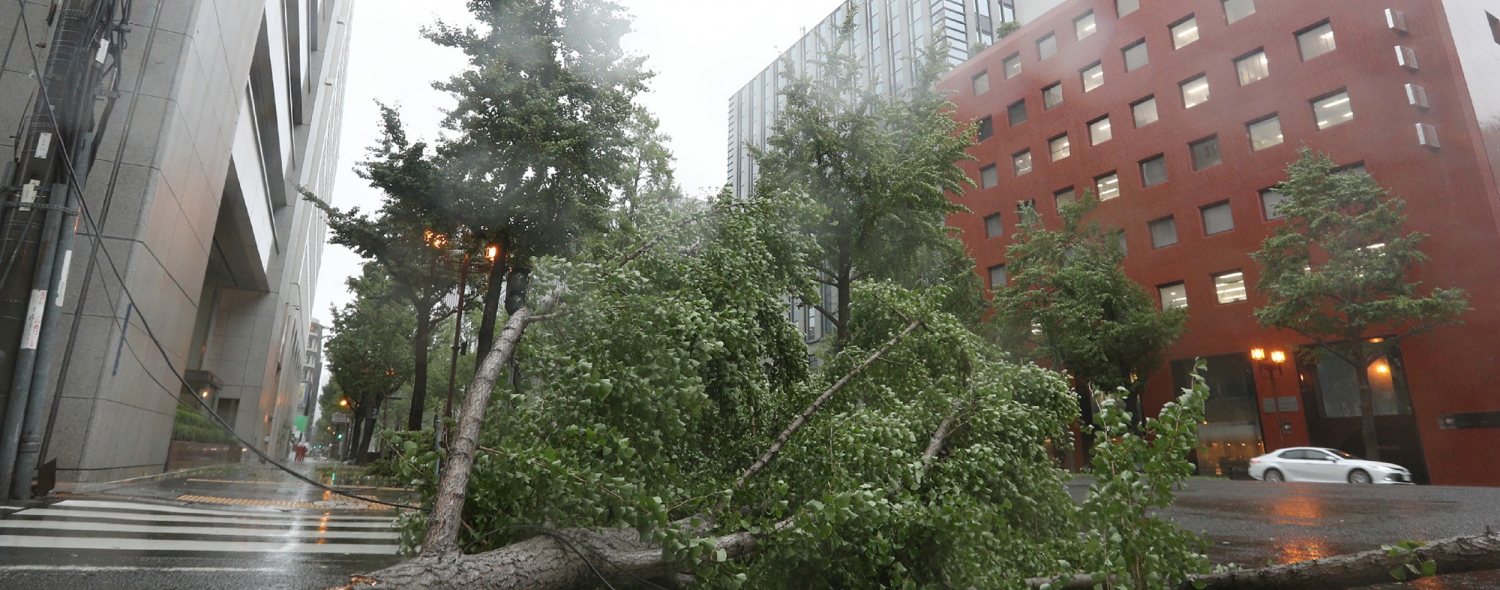 ޖަޕާން- ސެޕްޓެމްބަރު 5، 2018: ޖަޕާނަށް އެރި ބާރުގަދަ ތޫފާނުގައި އޮސާކާ އިން ގަސްތައް ވެއްޓިފައި. --ފޮޓޯ:އޭއެފްޕީ