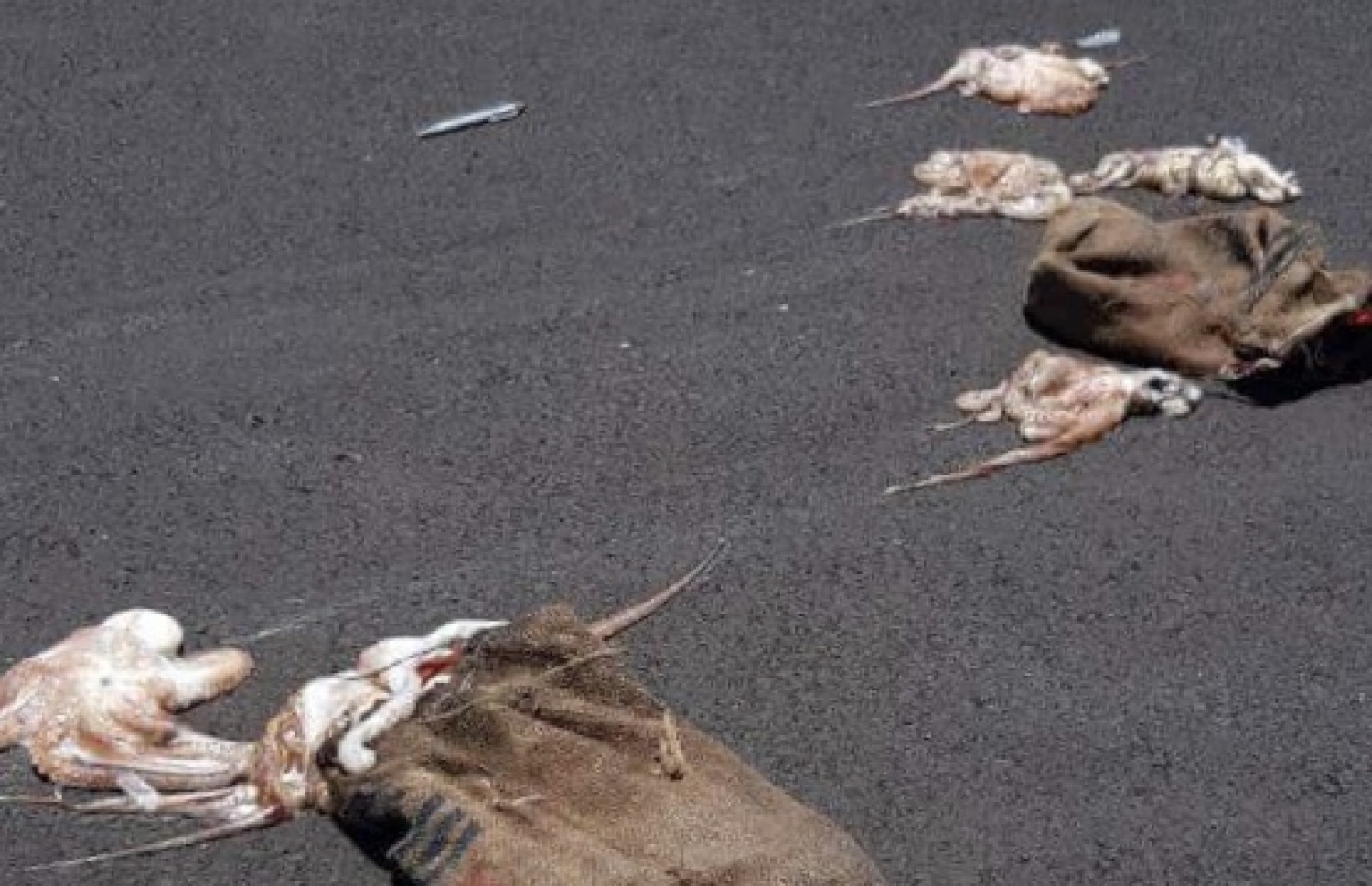 ހުޅުމާލެ ލިންކް ރޯޑުގައި ދެ ސައިކަލް ޖެހި މިއަދު ހިނގި އެކްސިޑެންޓްގައި ސައިކަލަކުން ގެންދިޔަ ބޯވަތަކެއް މަގުމައްޗަށް ވެއްޓިފައި