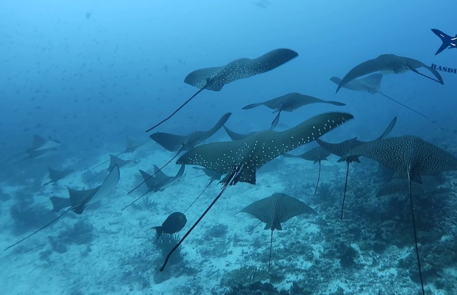 ރަސްދޫ މަޑިވަރު ސަރަހައްދުގައި މަޑިތަކެއް -- ފޮޓޯ: މިނިސްޓރީ އޮފް އެންވަޔަރަމެންޓް އެންޑް އެނާޖީ