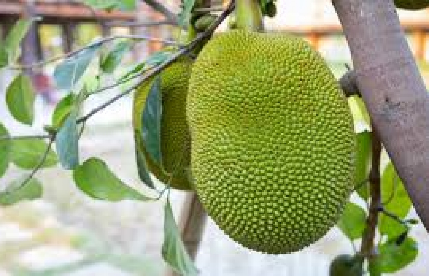 ސައްކޭލެއް ގަހުގައި: އެންމެ ގިނައިން ހައްދަނީ އިންޑިއާގެ ކެރެލާގައި.