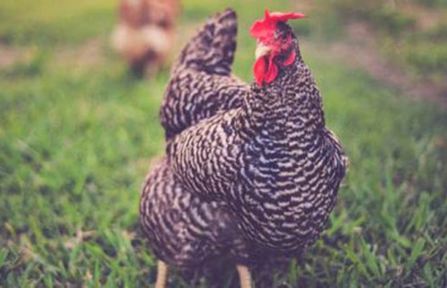 ޖިޖޫ: މިއީ އެންމެ މުއްސަނދި ކުކުޅު.