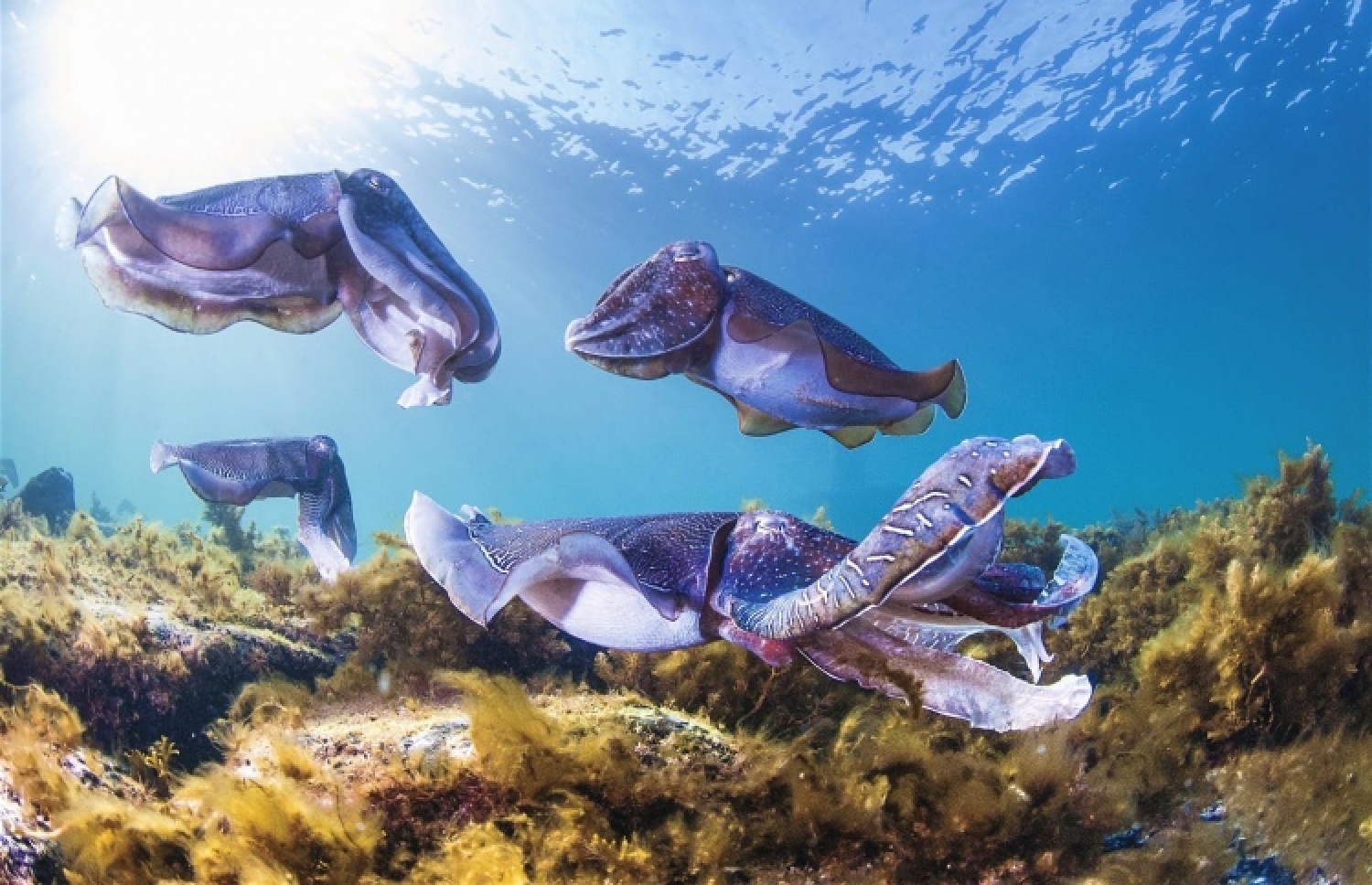 ކުދި ބޯވަދިލަ މަސްތަކެއް: އެ މަސްވެރިކަމަށް ބޭނުންވާ އާލާތްތައް ސަރުކާރުން އަންނަނީ ދޫކުރަމުން