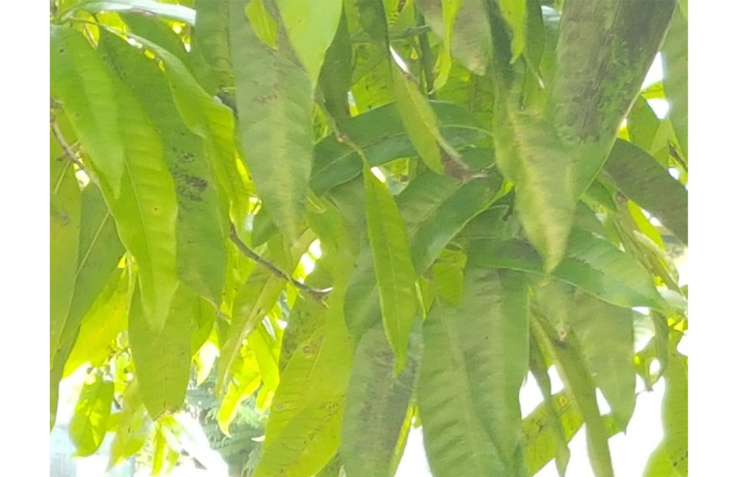 ފުވައްމުލަކު އަނބު ގަސްތަކުގައި އަޅާ ބައްޔެއް-- ފޮޓޯ: މުހައްމަދު ހަސަން/މިހާރު